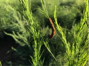 Army Worm Feeding on Asparagus