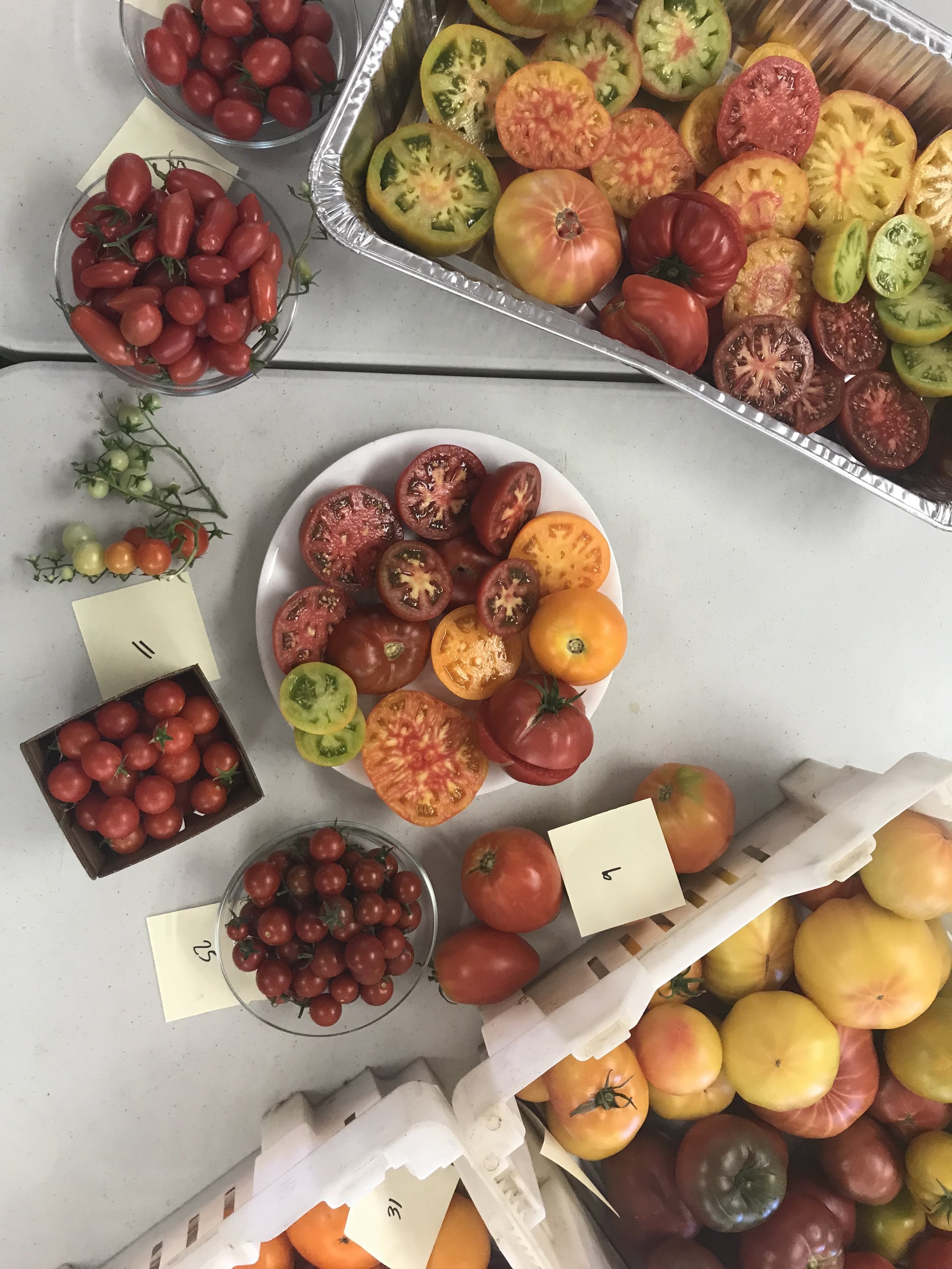 Tomatoes on table.JPG