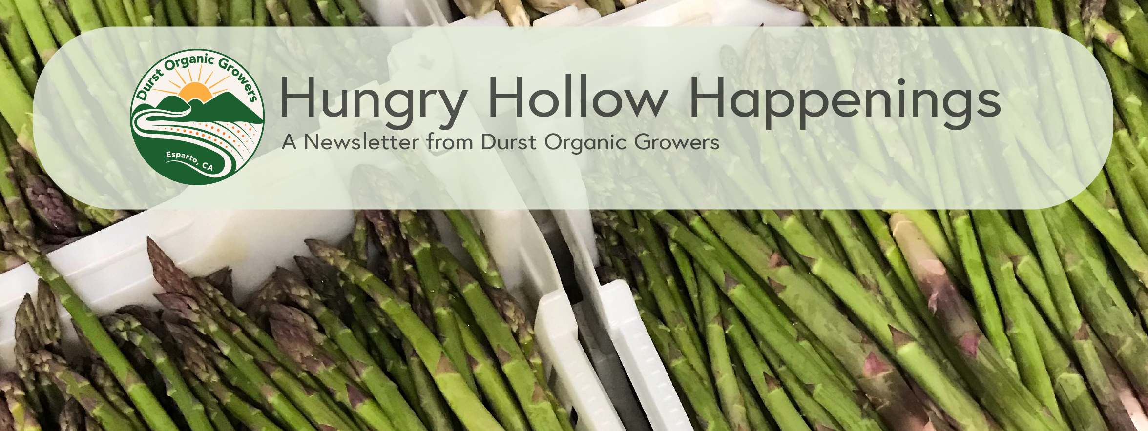 Hungry Hollow Happenings: All About Asparagus