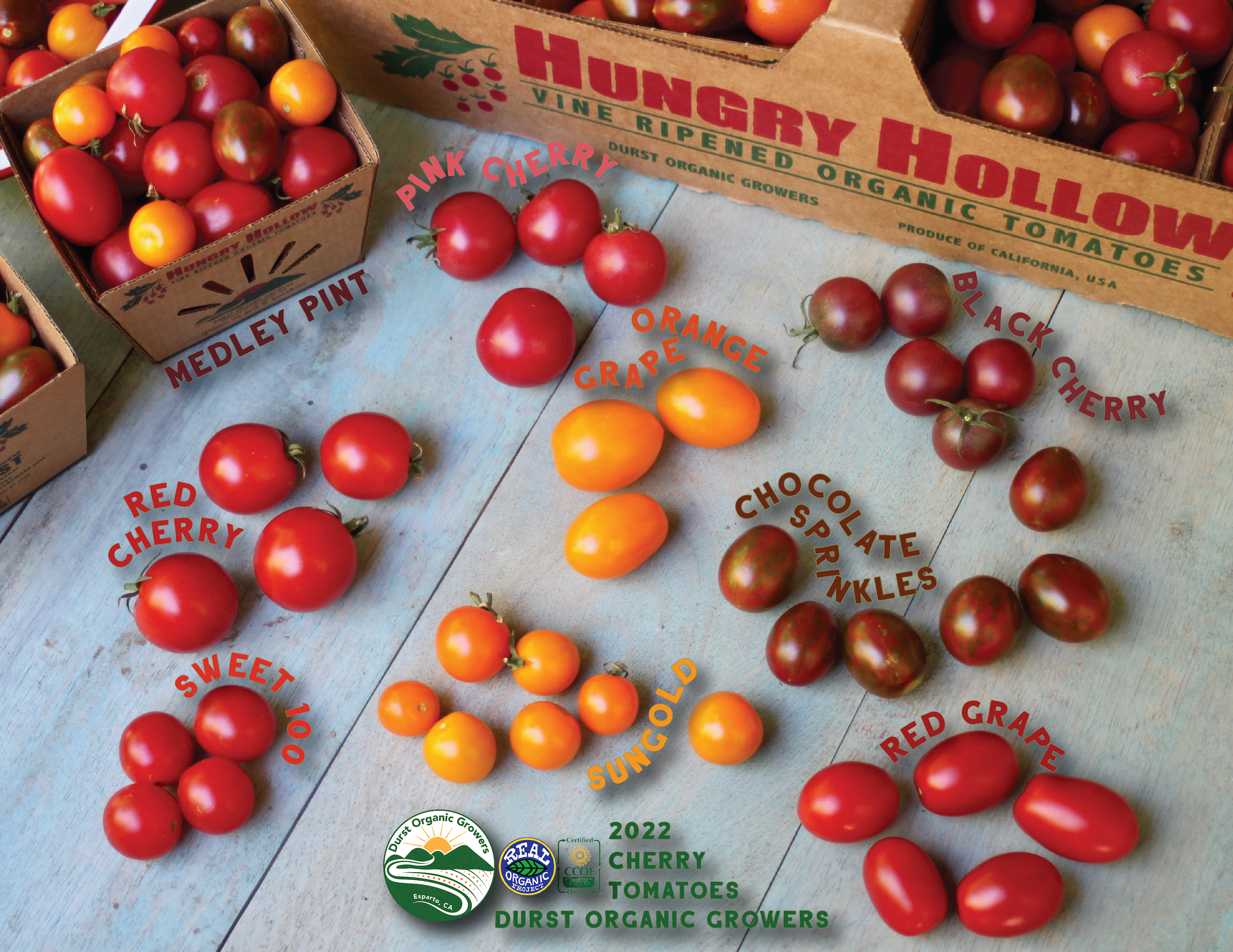 Cherry Tomato Varieties DOGI 2022-01.png