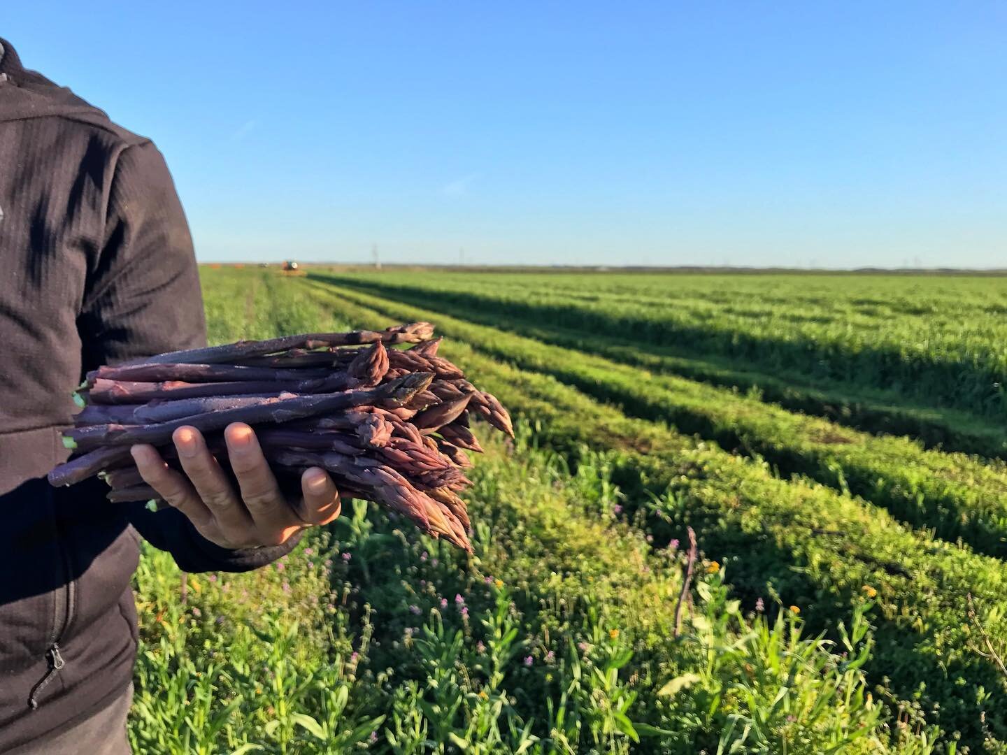 Purple asparagus! 
🌞🌱🚜
We were able to squeeze in some field work earlier this week before more rain came in and one of the tasks at hand was to tackle the weeds in the asparagus fields. The asparagus starts popping out of the soil around this tim