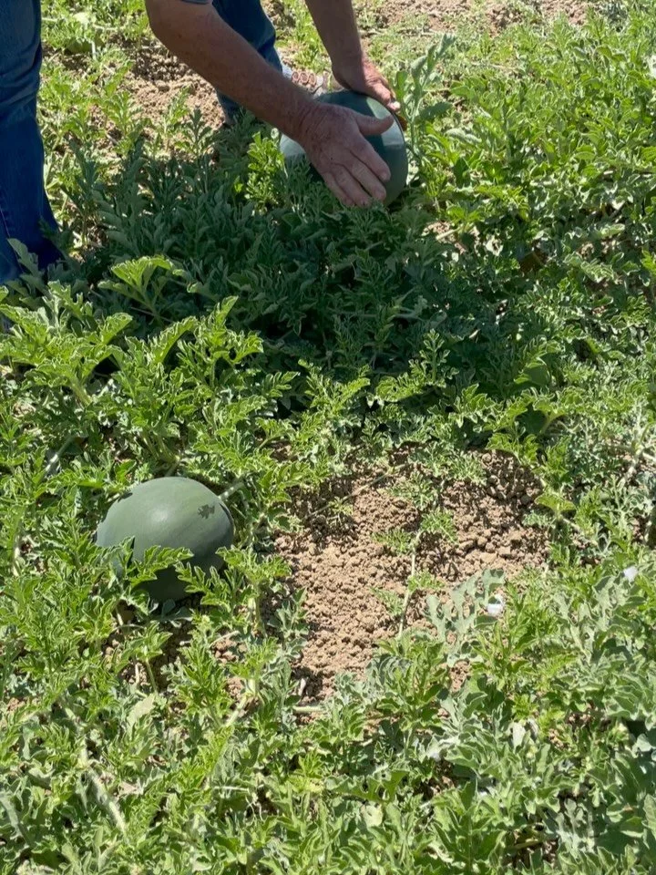 A Very Important Task: checking the watermelon for ripeness. 
🍉🍉🍉
In these videos Jim is showing a lovely visitor ( Hi Judi! @consciouskitchn ) how he checks for ripeness indicators on our seedless watermelon. They don&rsquo;t have quite as many e