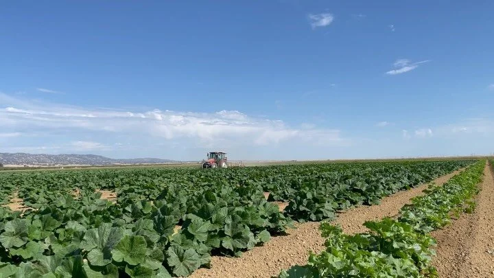 It&rsquo;s that time of year where we can start putting certain tools away for the season! This just might be our last pass with the cultivator. We&rsquo;re getting one more mechanical cultivation done on our second to last planting of winter squash 