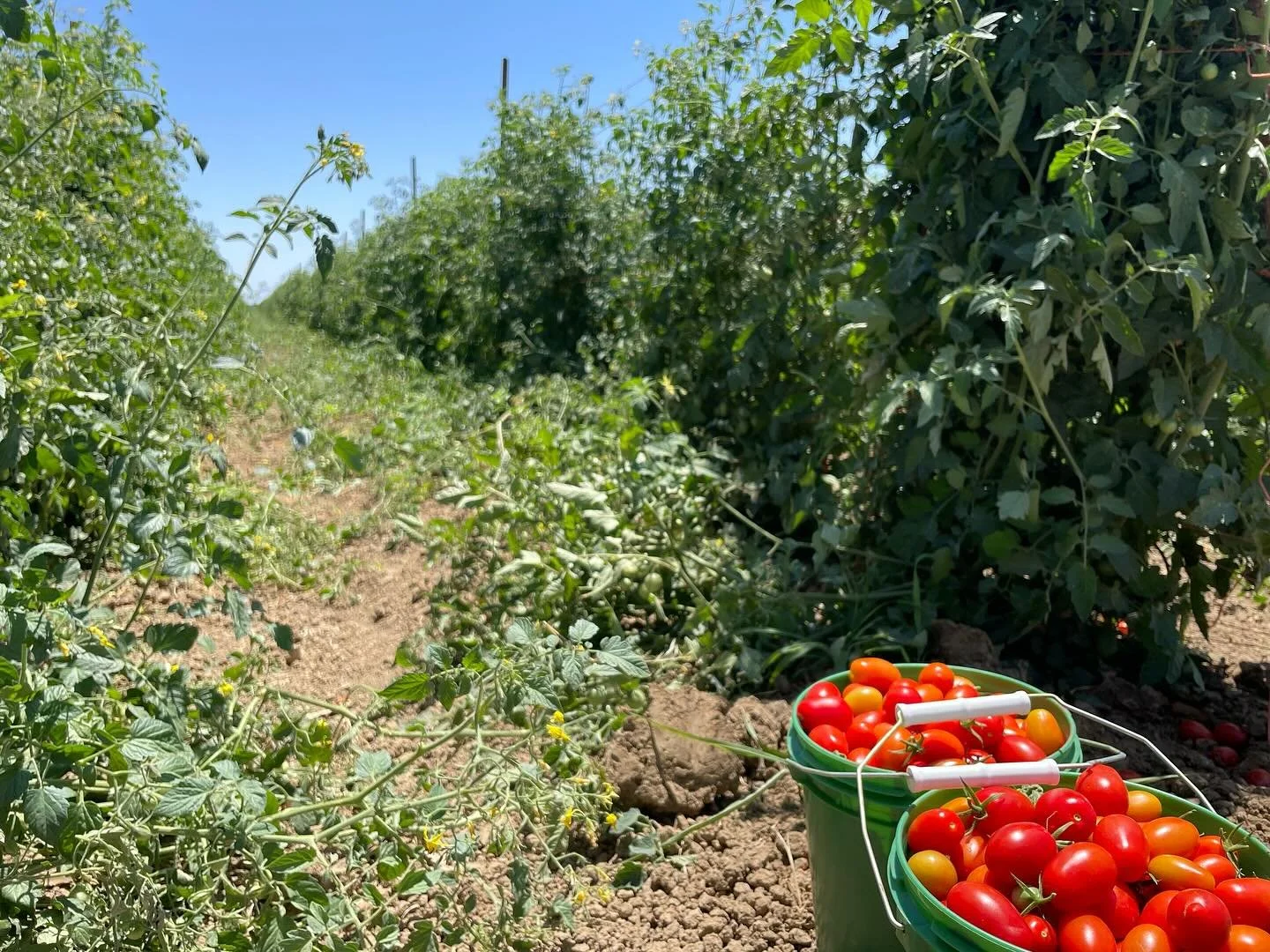 Come and get &lsquo;em! Tomato season is on!!