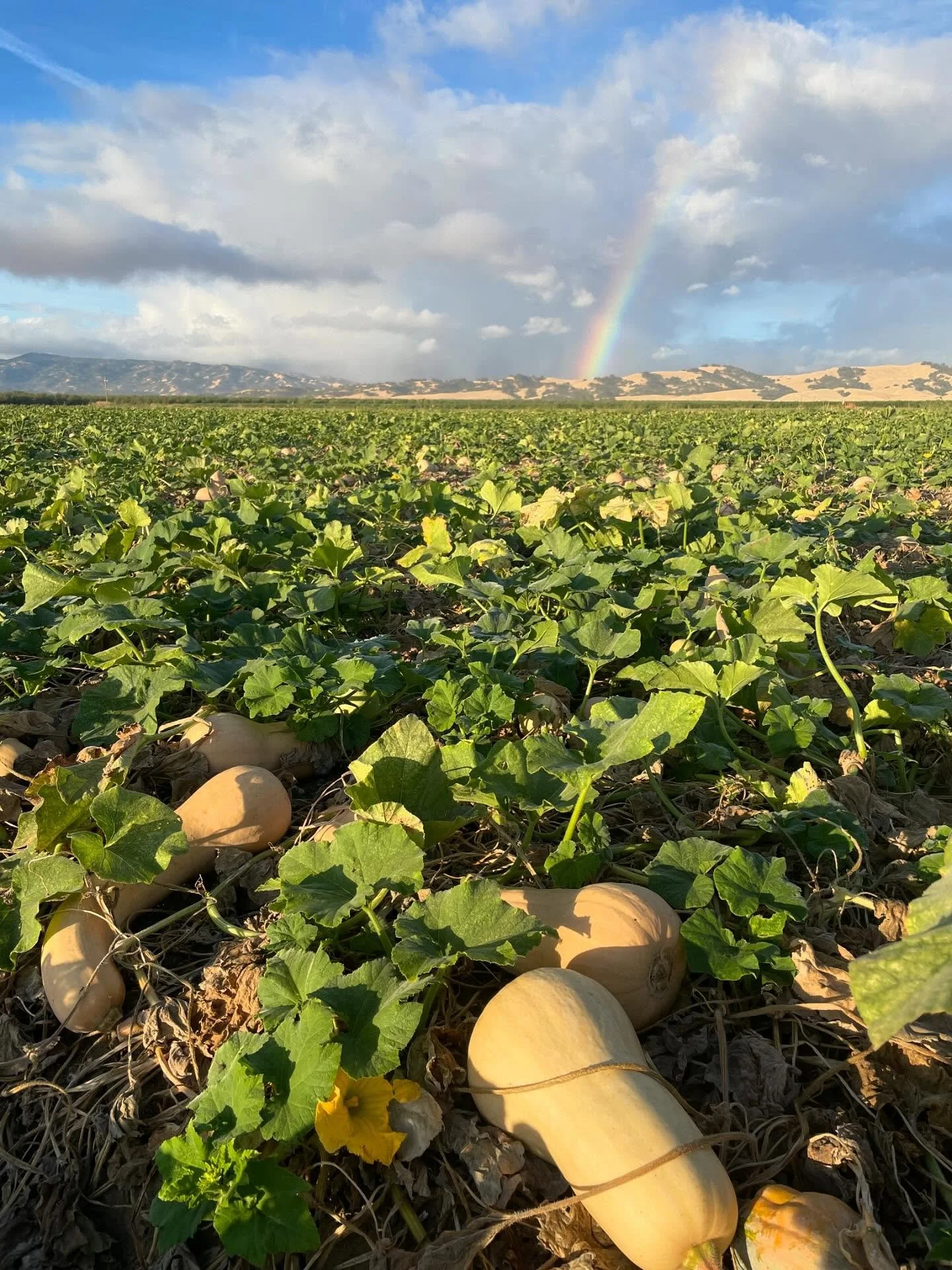 Working on getting all the squash picked up before more rain comes! Who&rsquo;s ready for it?? We&rsquo;ve got butternut, sugar pie pumpkins, spaghetti, delicata, honeynut, green acorn, red kuri, and carnival &mdash; oh my!
🌈🌞🌧️
#wintersquash #but