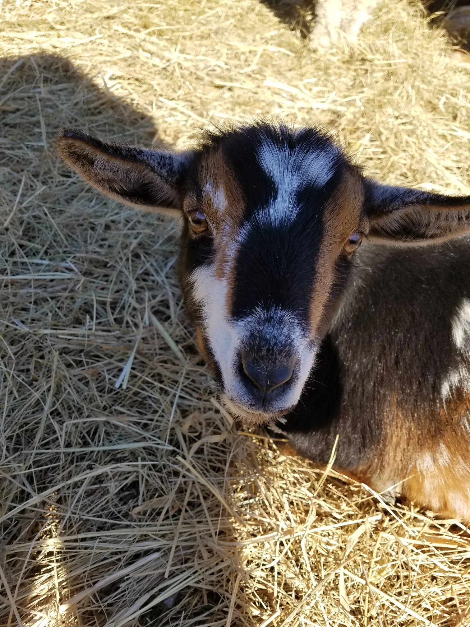 Belle was Ana's second born. When she was first delivered we thought we had lost her. She was limp and not breathing, second in order to her brother, who was stillborn. Thankfully our vet Dr. Class got her going. Boy were we happy! I couldn’t bear to lose another baby. She’ll be a year in April 2018. We love her gentle soul. She's not as outgoing as Boo --her twin-- but much fun to be around. She loves to be held and isn’t pushy at all. She’s always looking for someone to give her some attention. She can be really cuddly and loves to be kissed! She often hangs out with Olaf but never strays far from Mama Ana. I will never forget her eyes looking at me right after birth... I was in love!!!