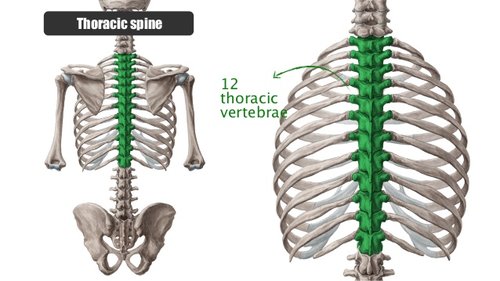 thoracicspineanatomy.jpg