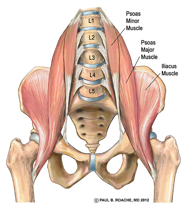 iliopsoas-anterior-pelvis.jpg