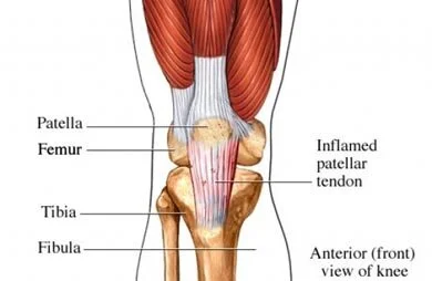 Patellar tendon.jpg