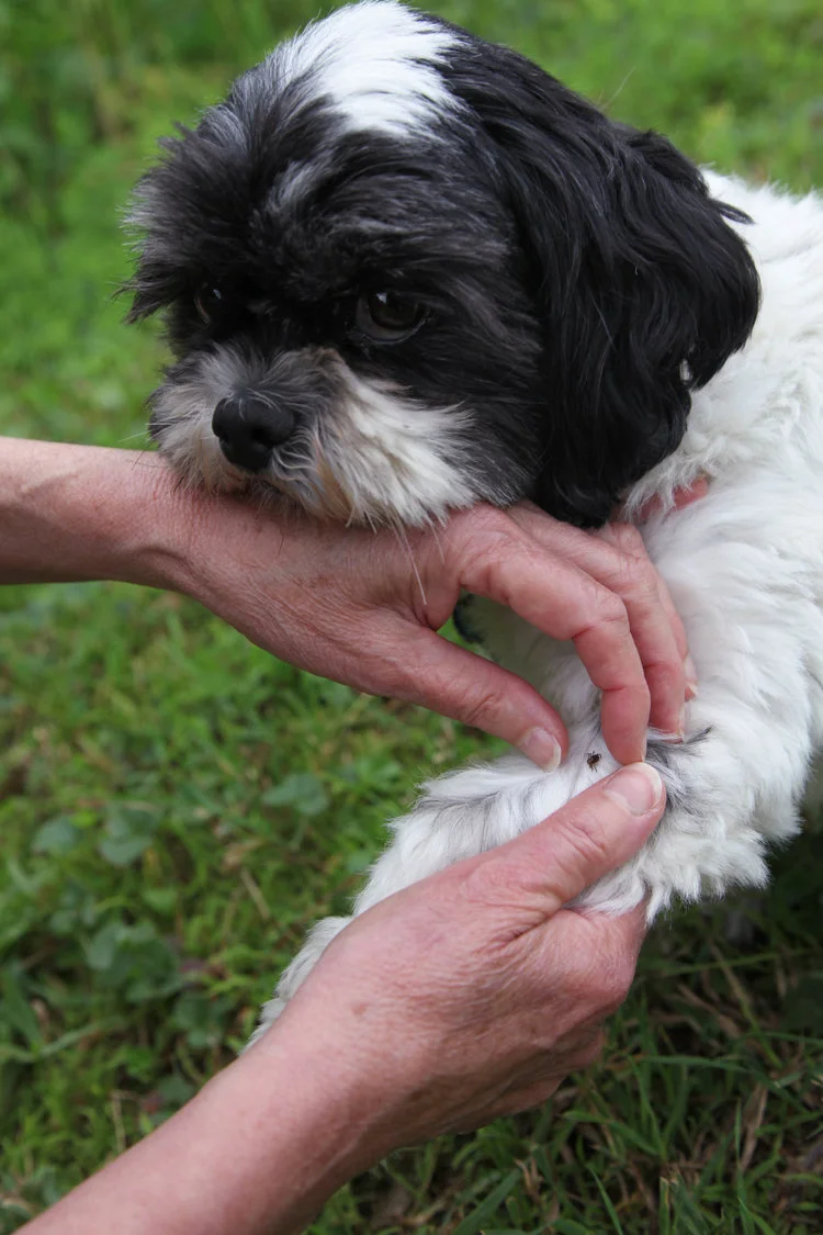 A tick found on Bushwick. Photos by Janet Graham Gottlieb.