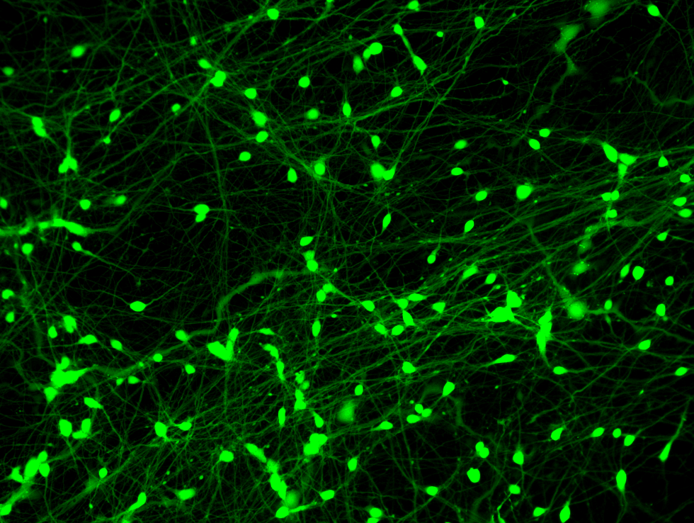 BX0350 Calcein.png