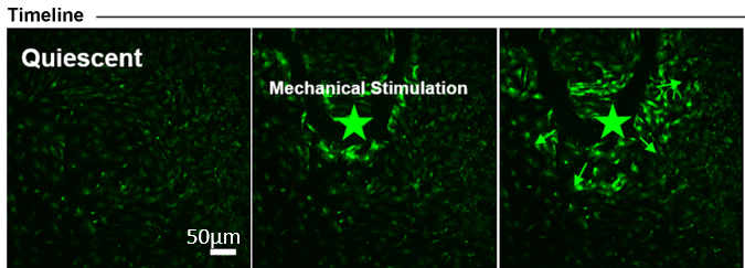 BX0600 Calcium Wave.png