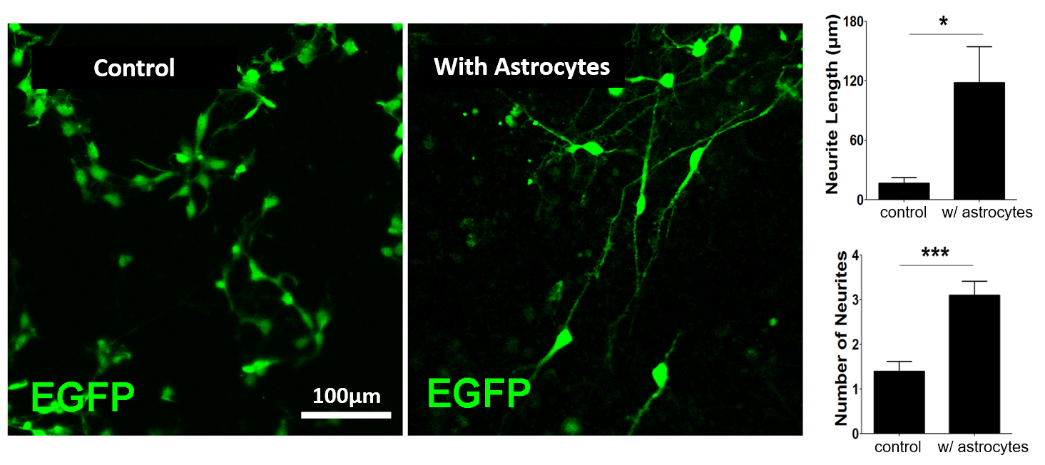 BX0600 Neurites.png