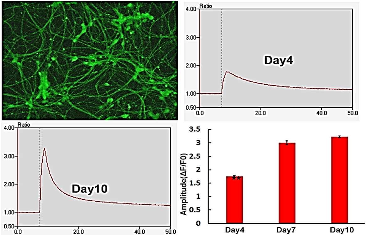 BX0650 Calcium assay.png