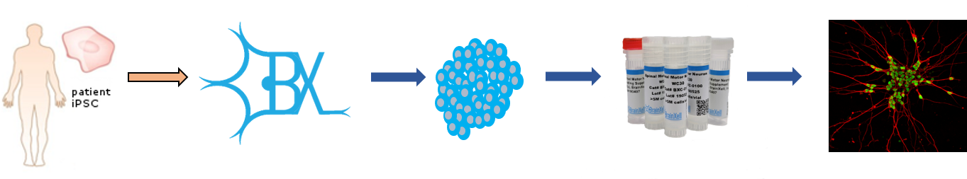 Our custom service will take in your patient-derived iPSCs grow and derive them to the desired neuron type and quantity, at which point they are cryopreserved and ship to your lab for experimentation.