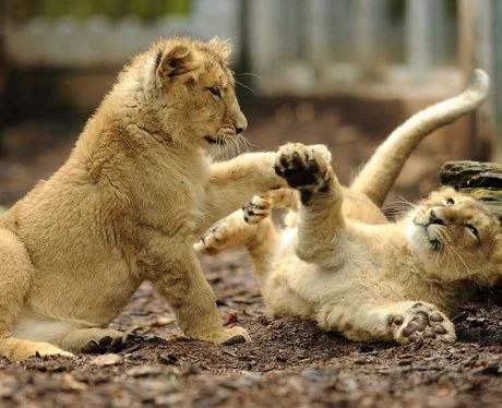 Even lions learn through play.
