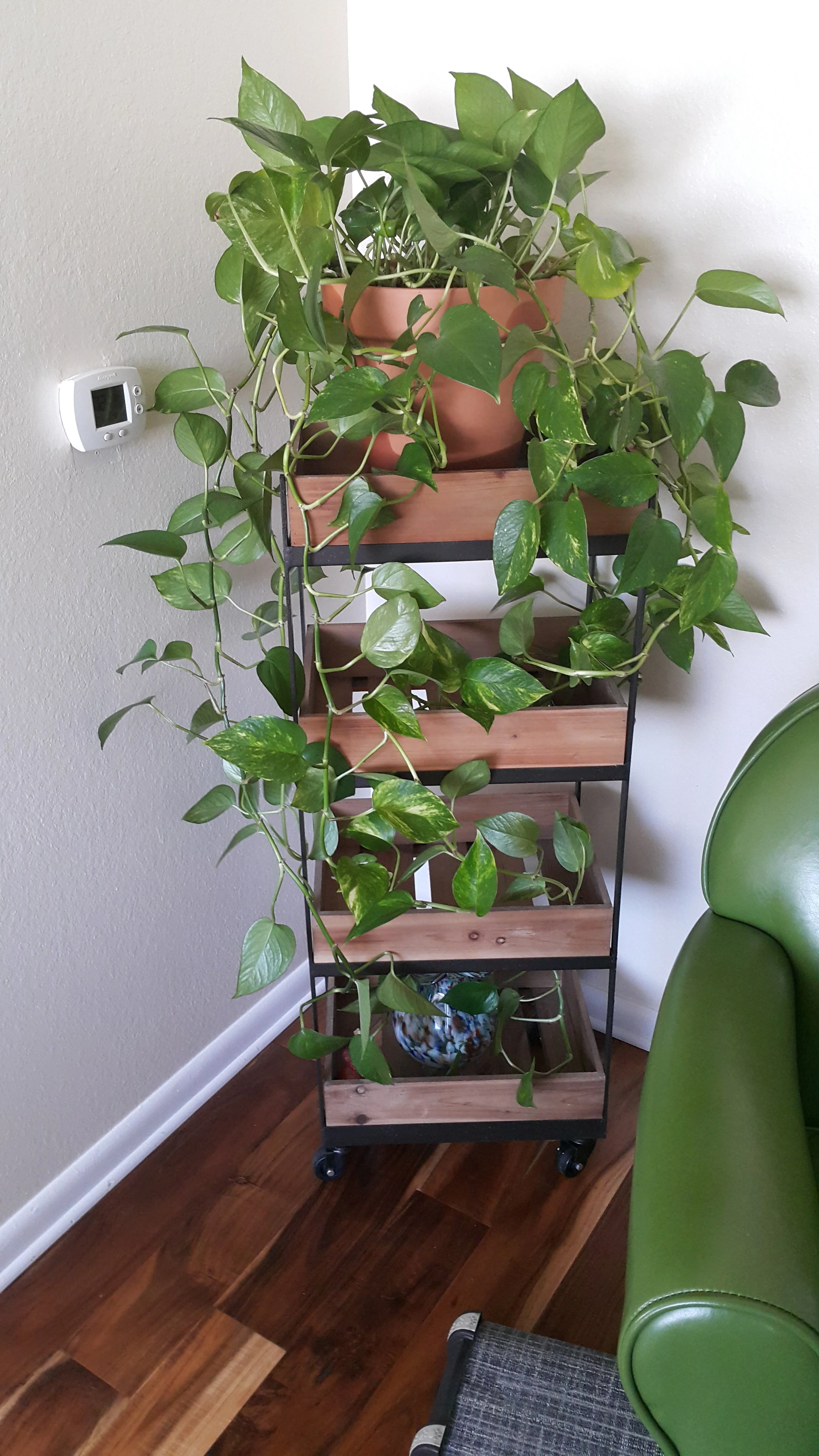 I finally repotted my pothos....she had no soil left and her roots were about 4 inches outside the old pot. (Bad plant Mamma, I know.....). She is happy again.