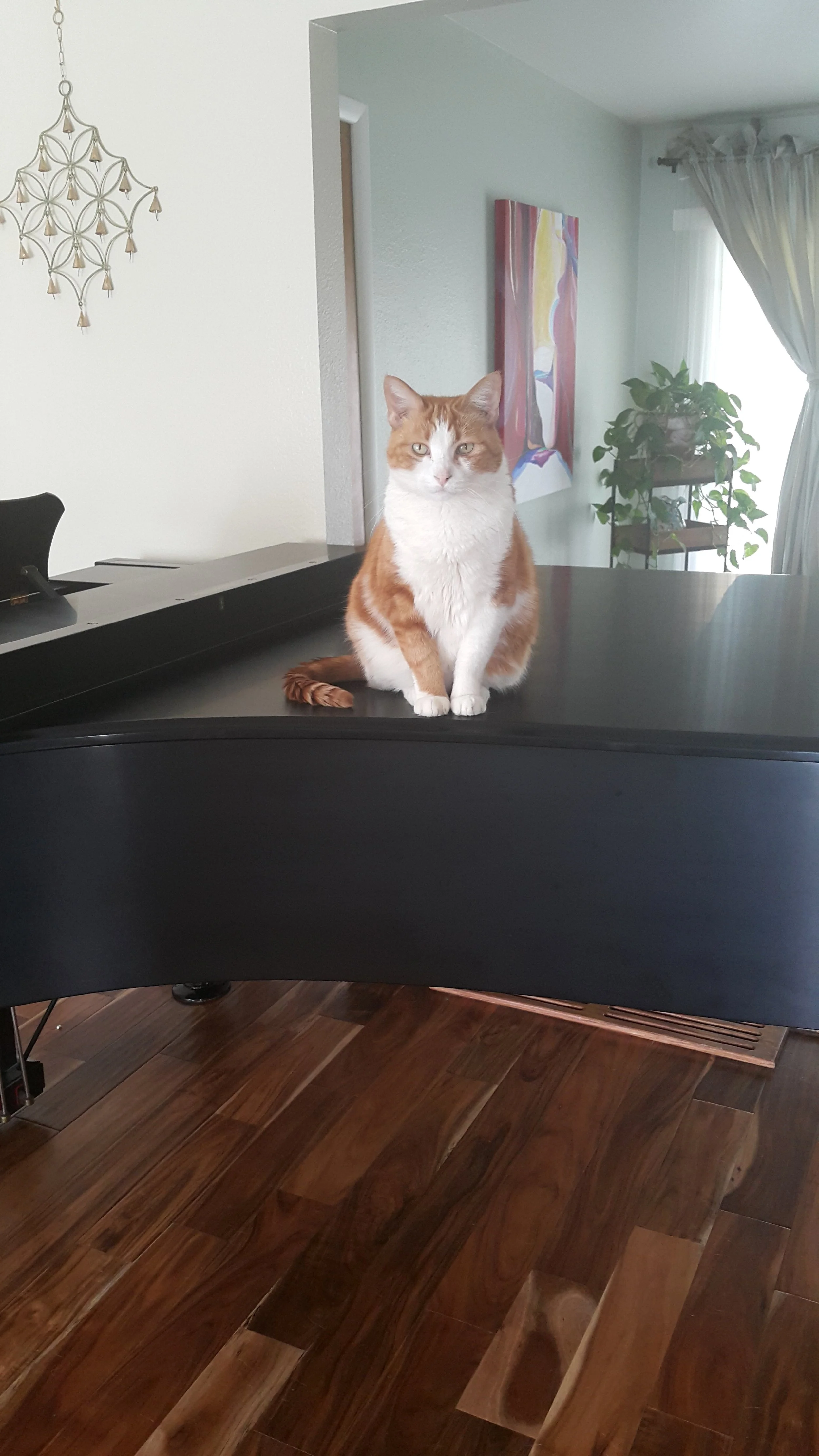 Hugo practices his purrfect poise on (not at) the piano….