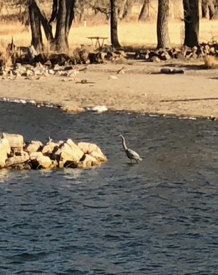 Blue heron visits us!