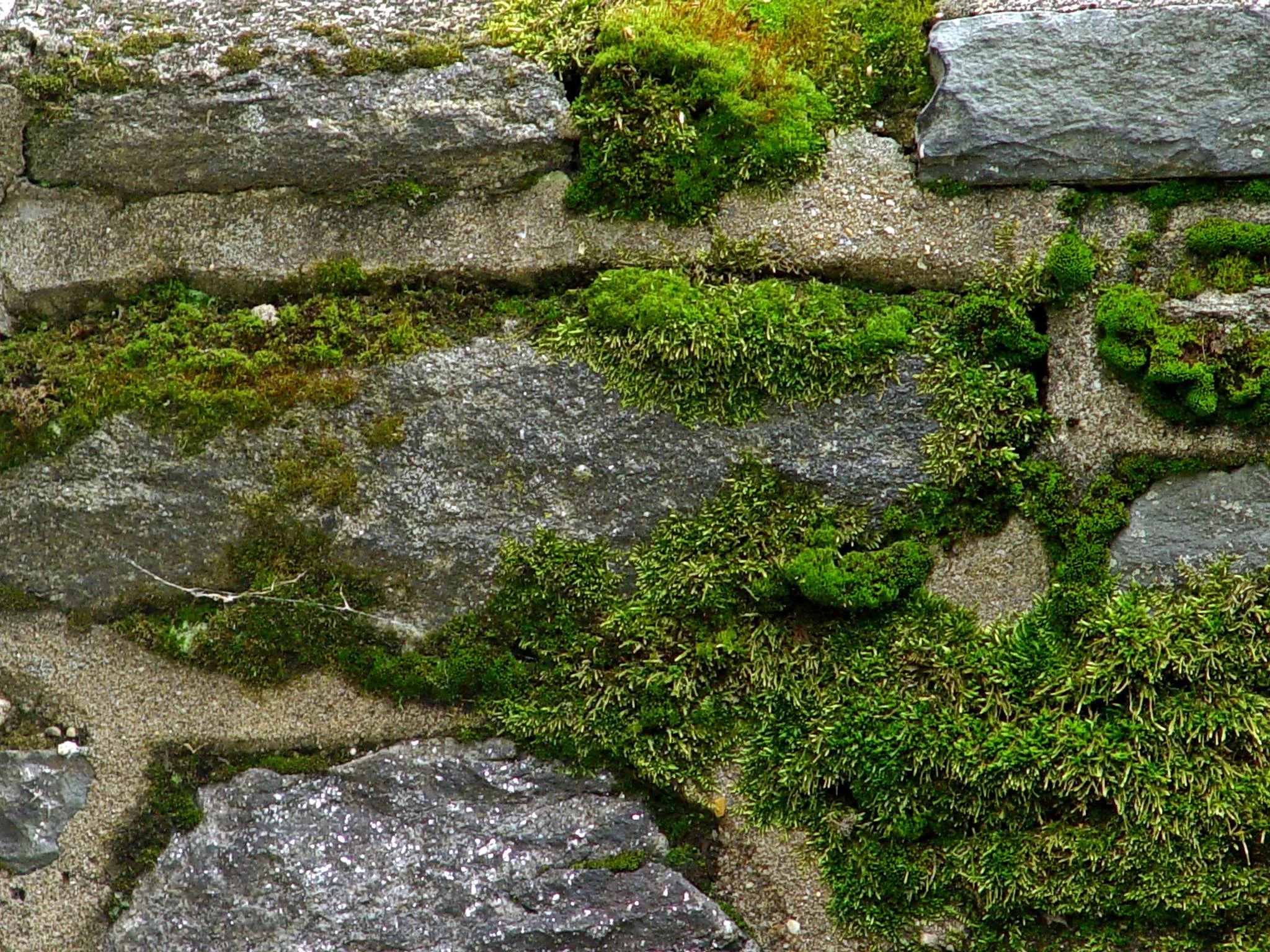 Bud's moss on rock wall.gif