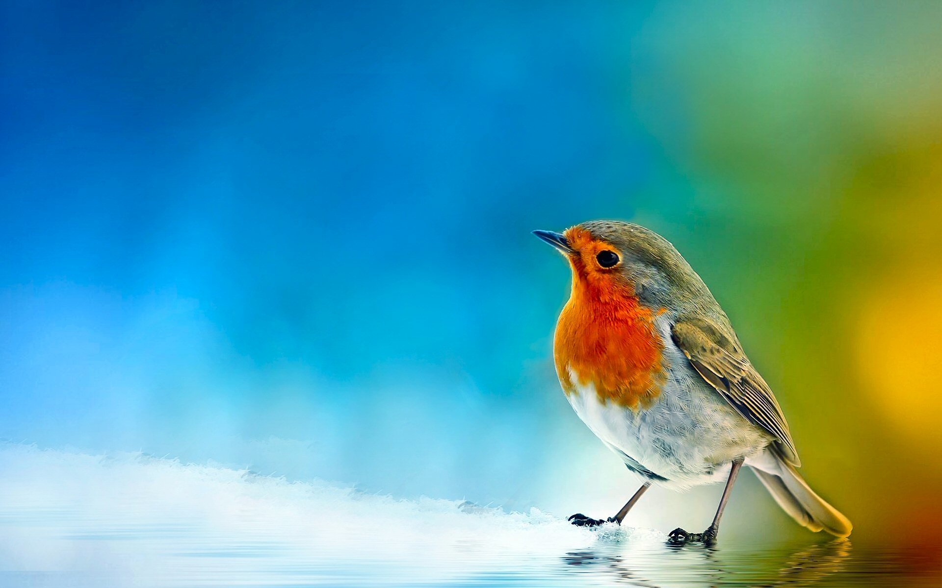 bird.jpg