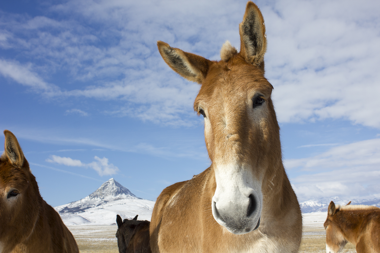 Mule-Haystack.jpg