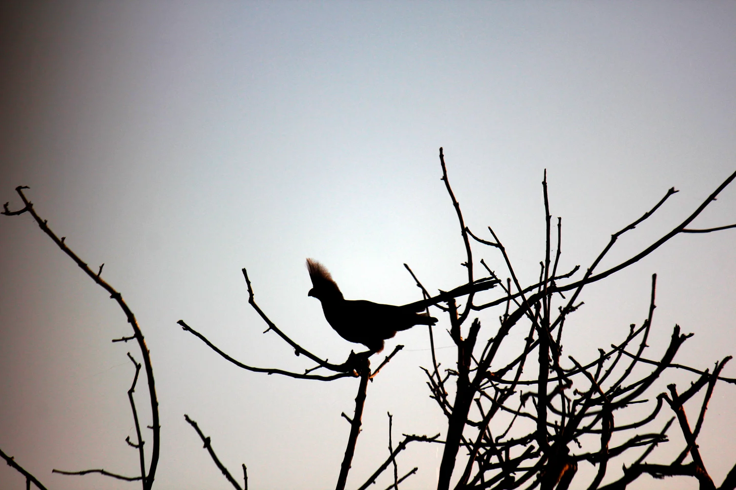 BirdSil.jpg