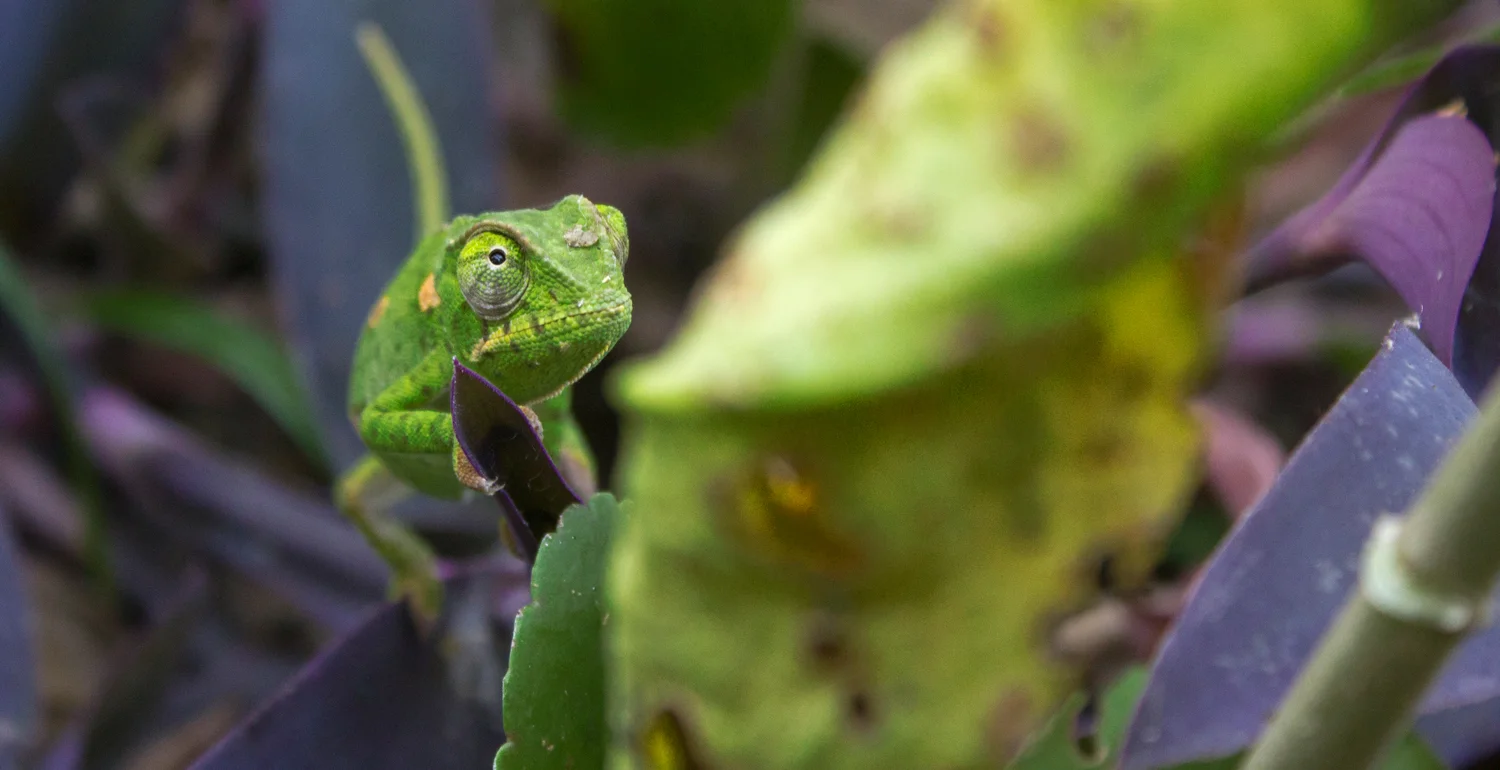Chameleon.jpg