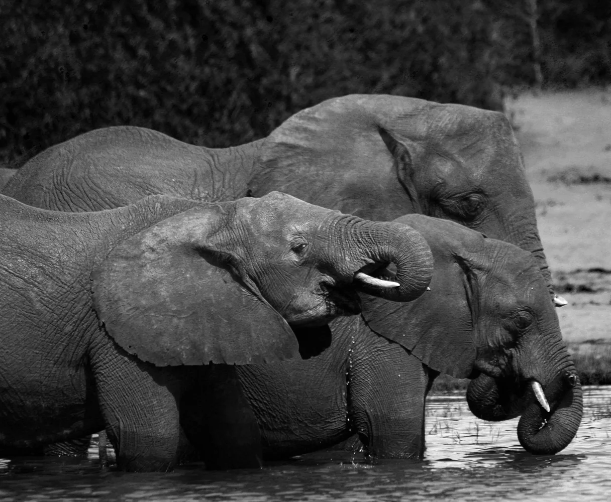 DrinkingElephants_BW-Recovered.jpg