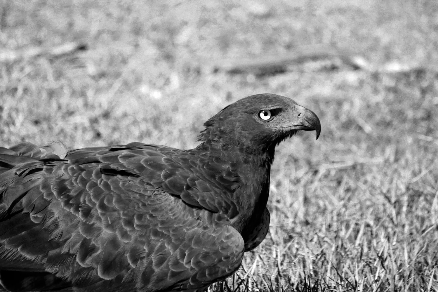 MartialEagle_BWW.jpg