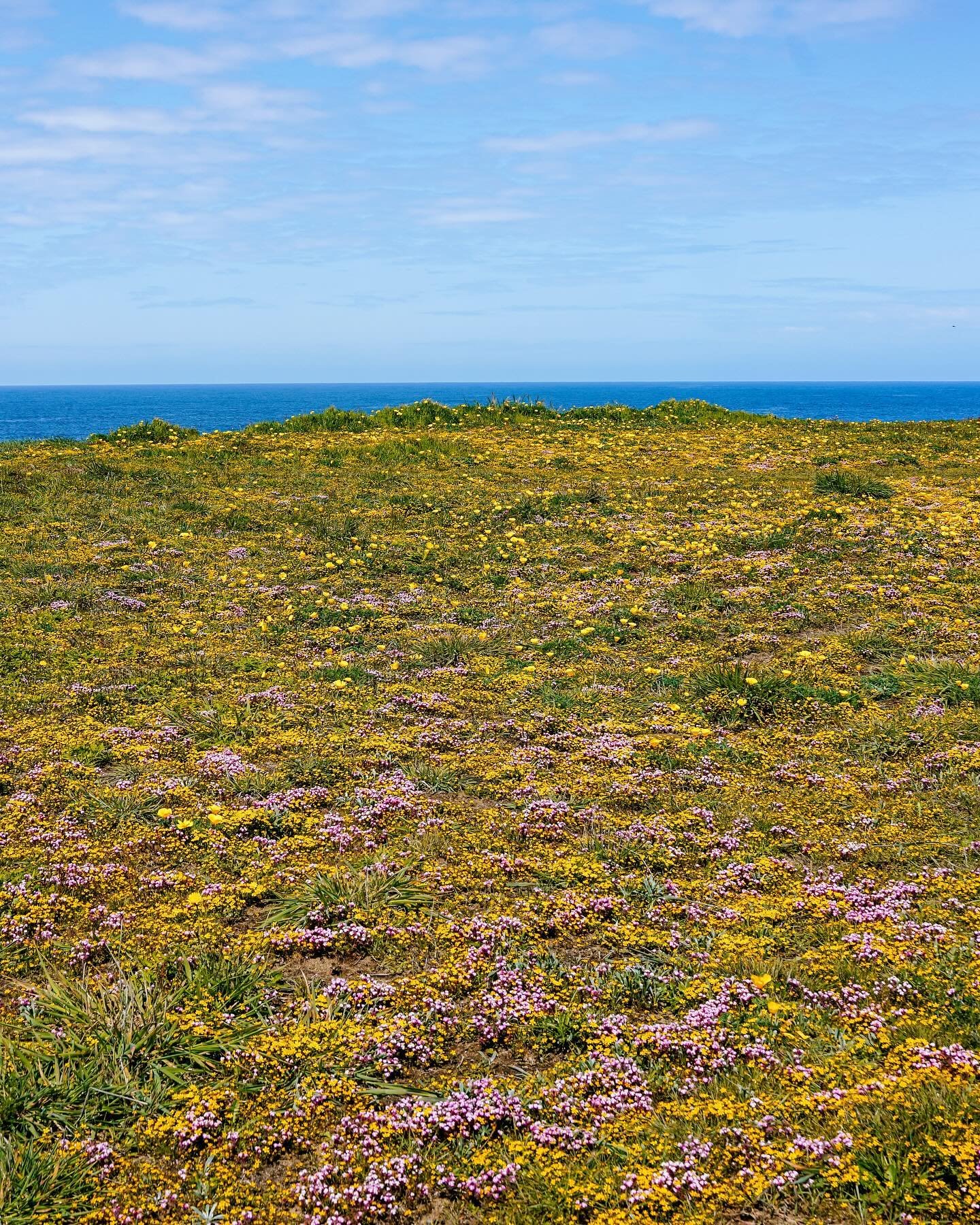 Reminder that this is what the Mendocino Coast looks like this time of year 🥰 Photos from a beautiful coast hike we did May 2023.
.
Planning a trip to Mendo? Comment WILDFLOWER for my Mendocino Google Map List. Quickly save all my hiking trail, rest