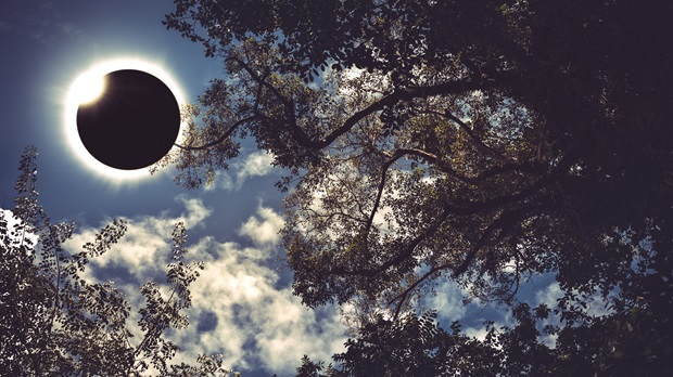 Eclipse in Trees.jpg