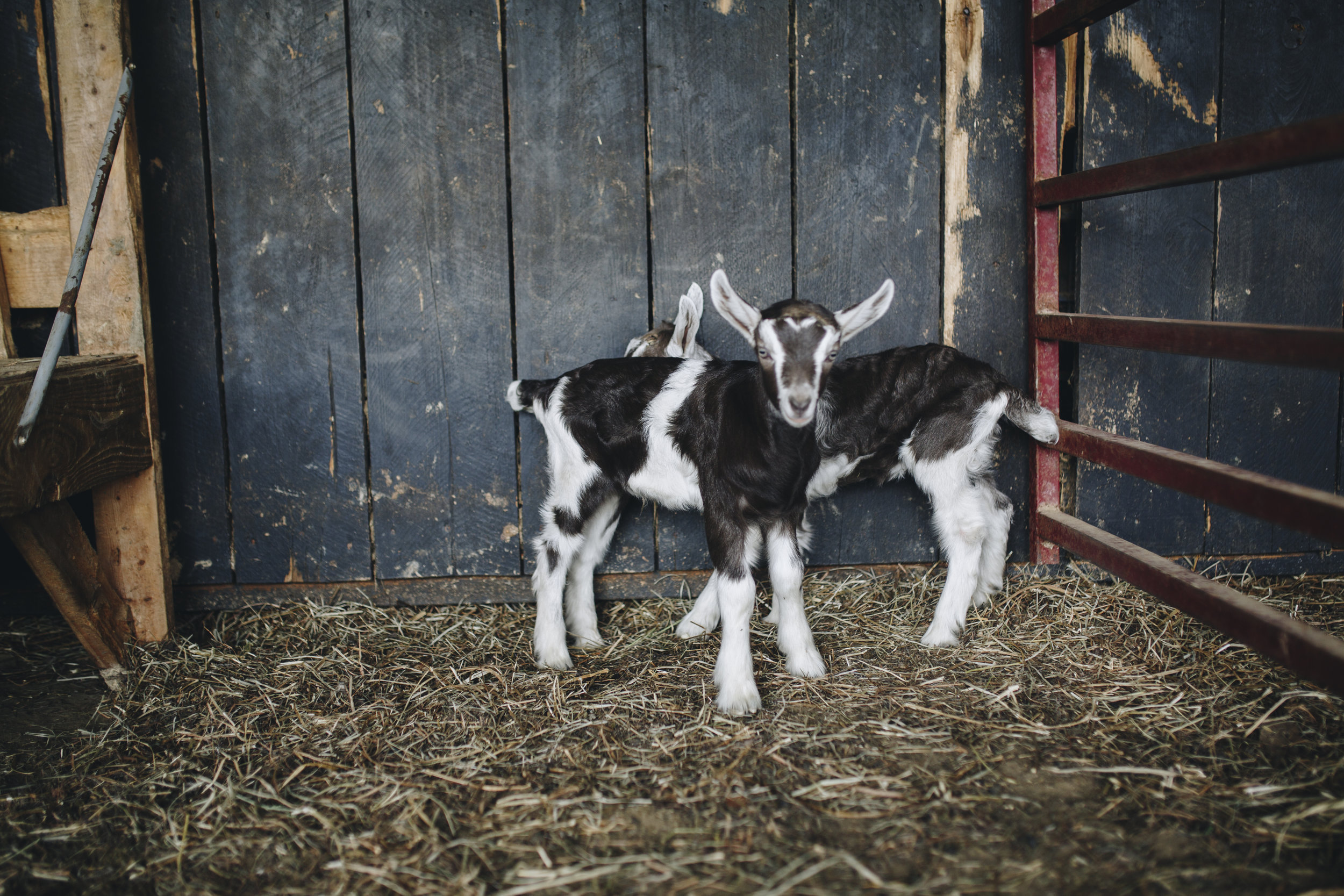 Goats For Sale — Alpine Acres