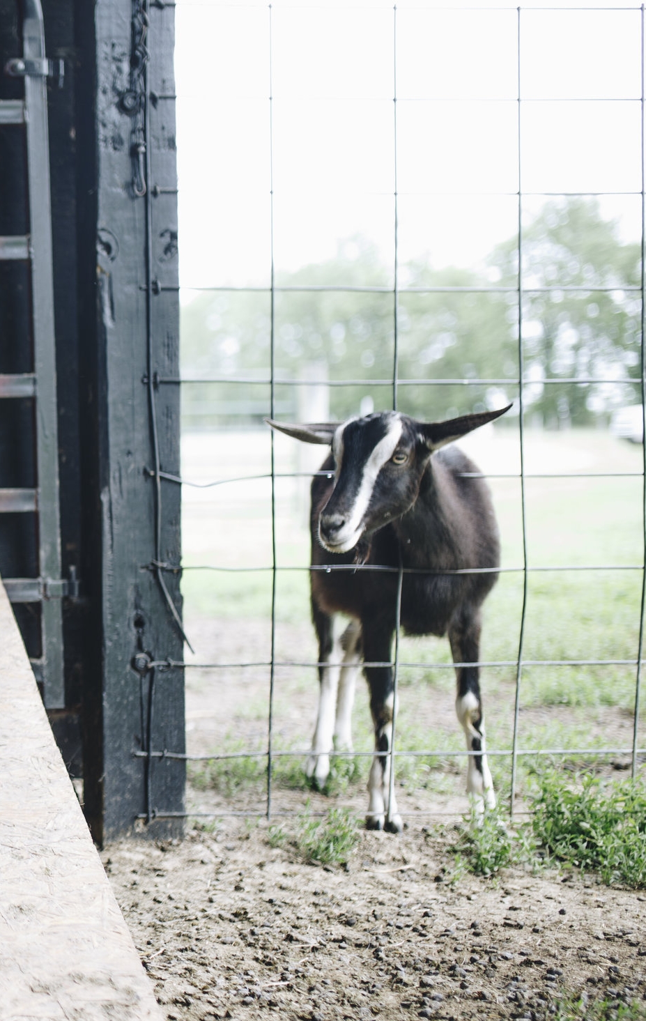 Organic Goat’s Milk — Yelverton Mercantile