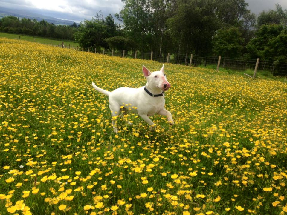 Edinburgh dog training - Bull Terrier in field of flowers