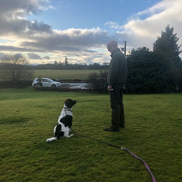 Dexter Learning the &ldquo;Out Command&rdquo;.
This is a powerful point in Dexter&rsquo;s learning....
Dexter can avoid making substantial mistakes when he learns to;
1. Listen to his owner, because they have his best interests at heart.
2. Drop thin