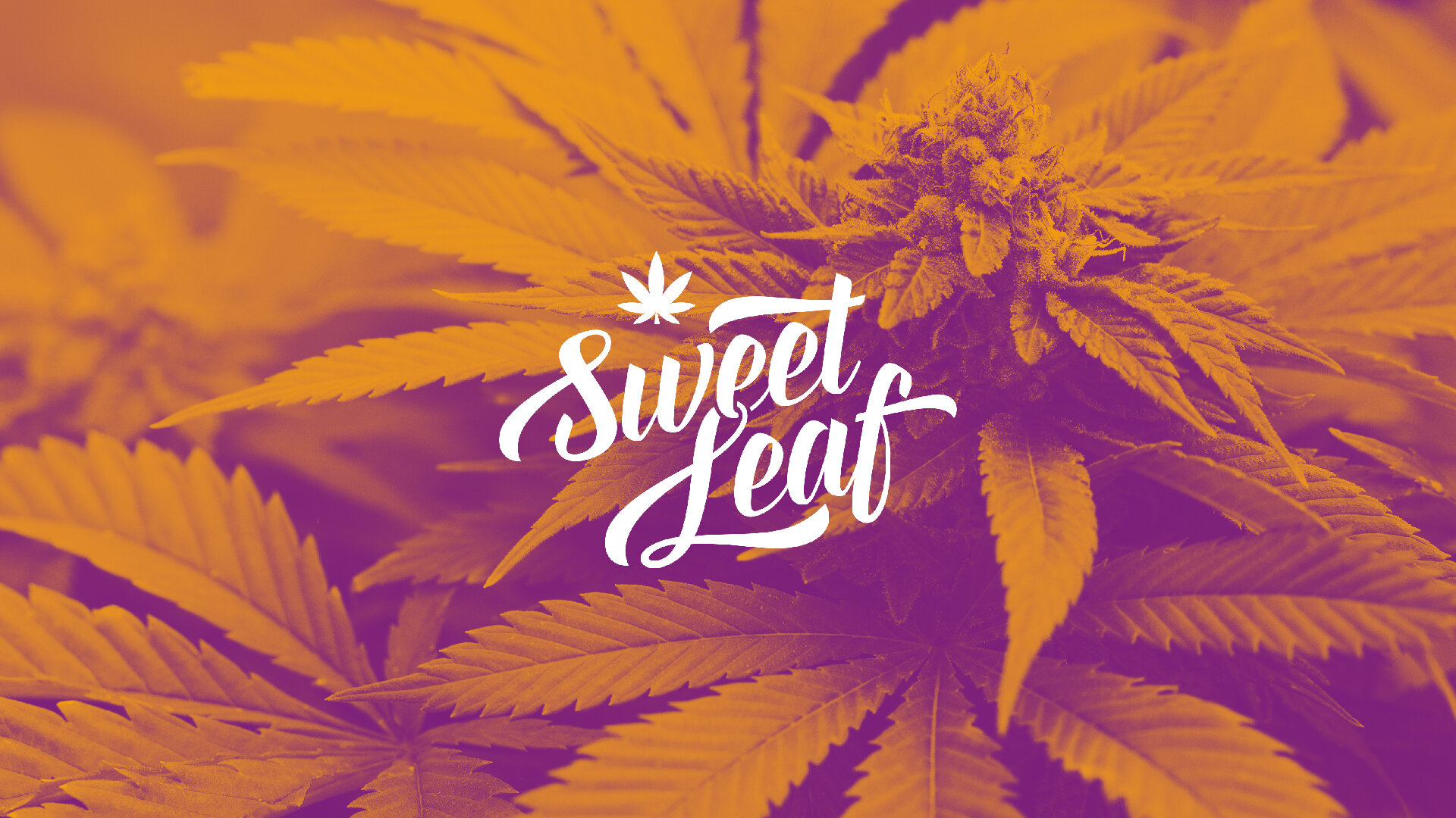 Sweet-Leaf-MJ.jpg