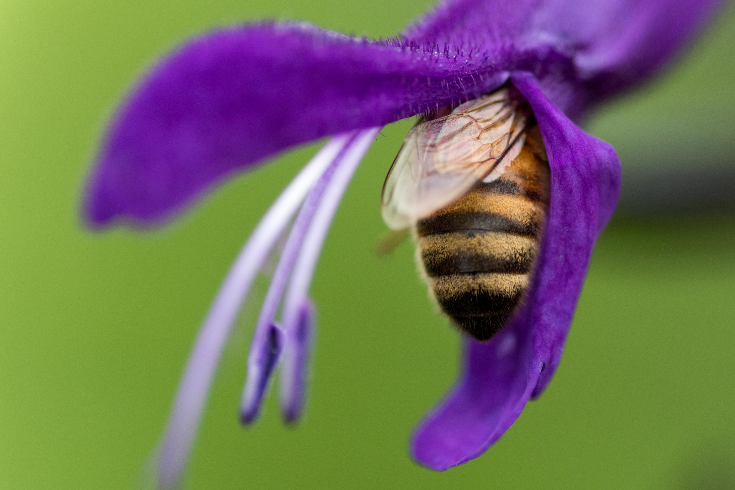Bee - Chicago Botanic Garden