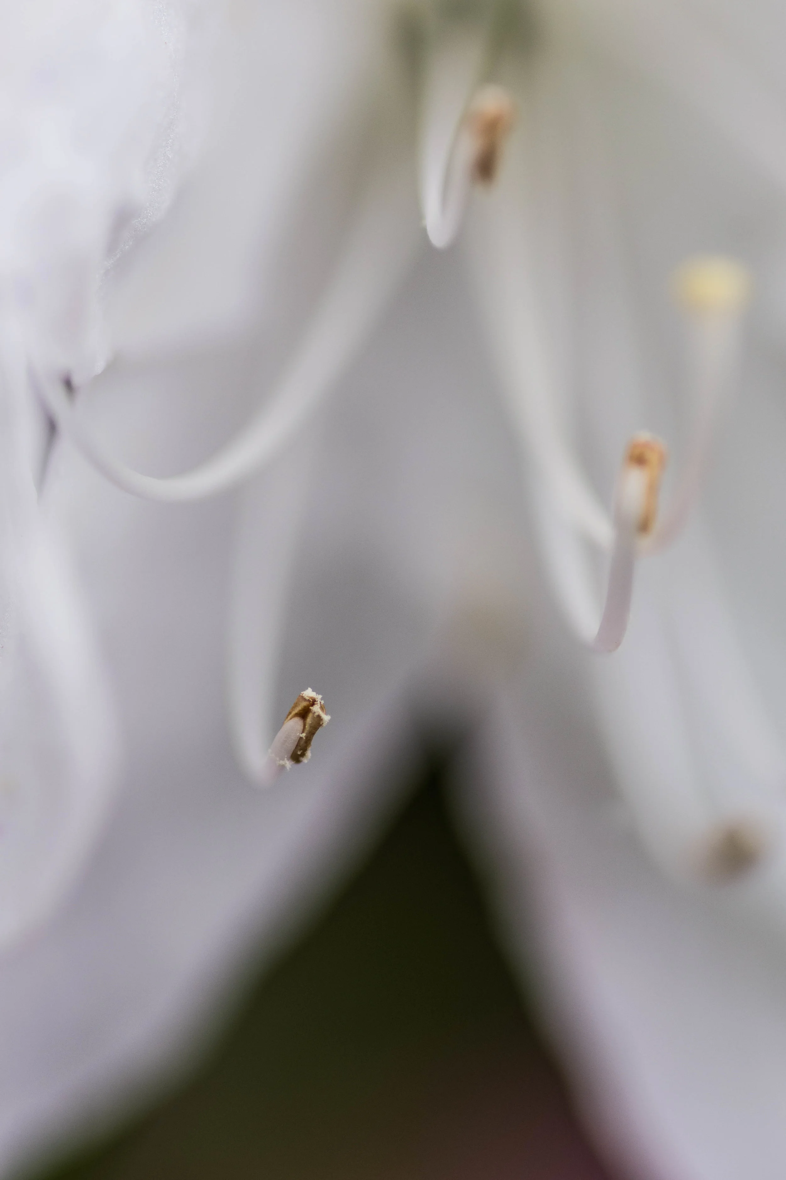 Day Lily - Dallas Arboretum