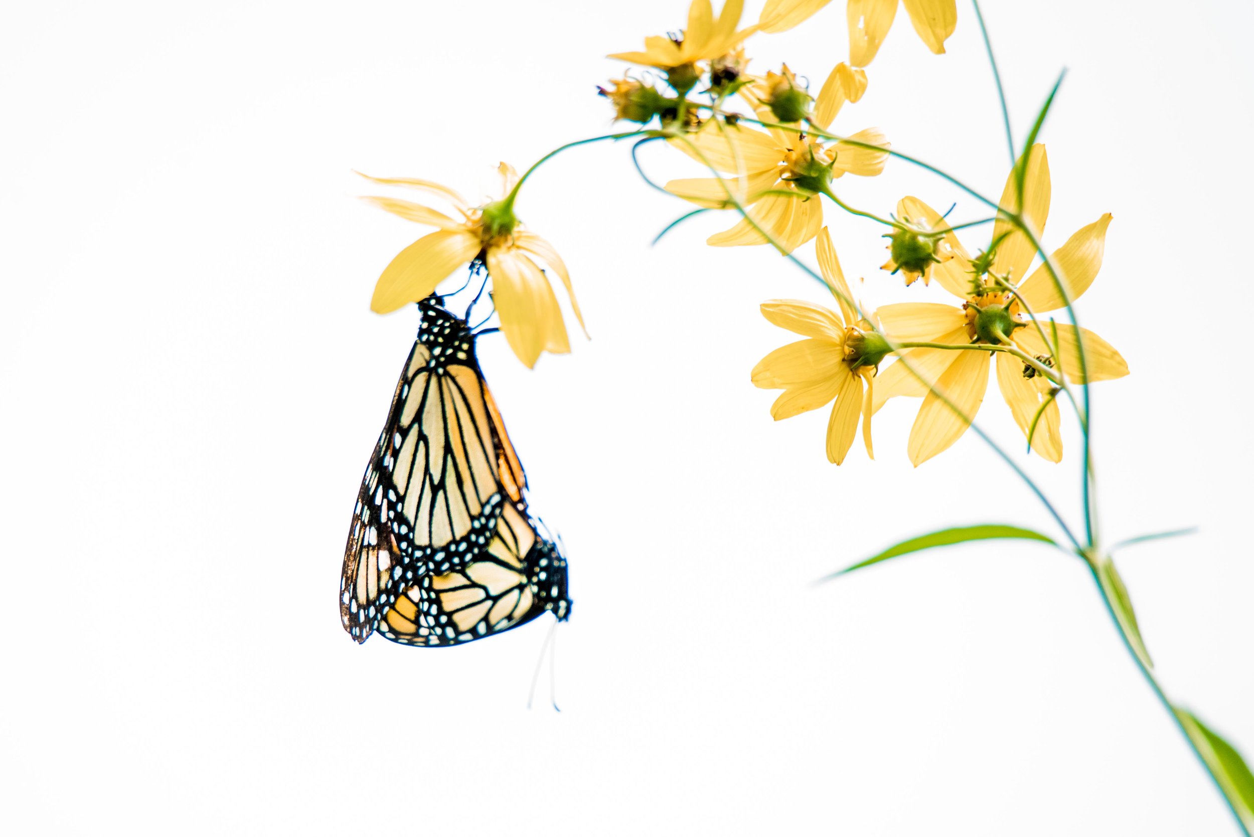 Monarch Butterflies - Chicago Botanic Garden