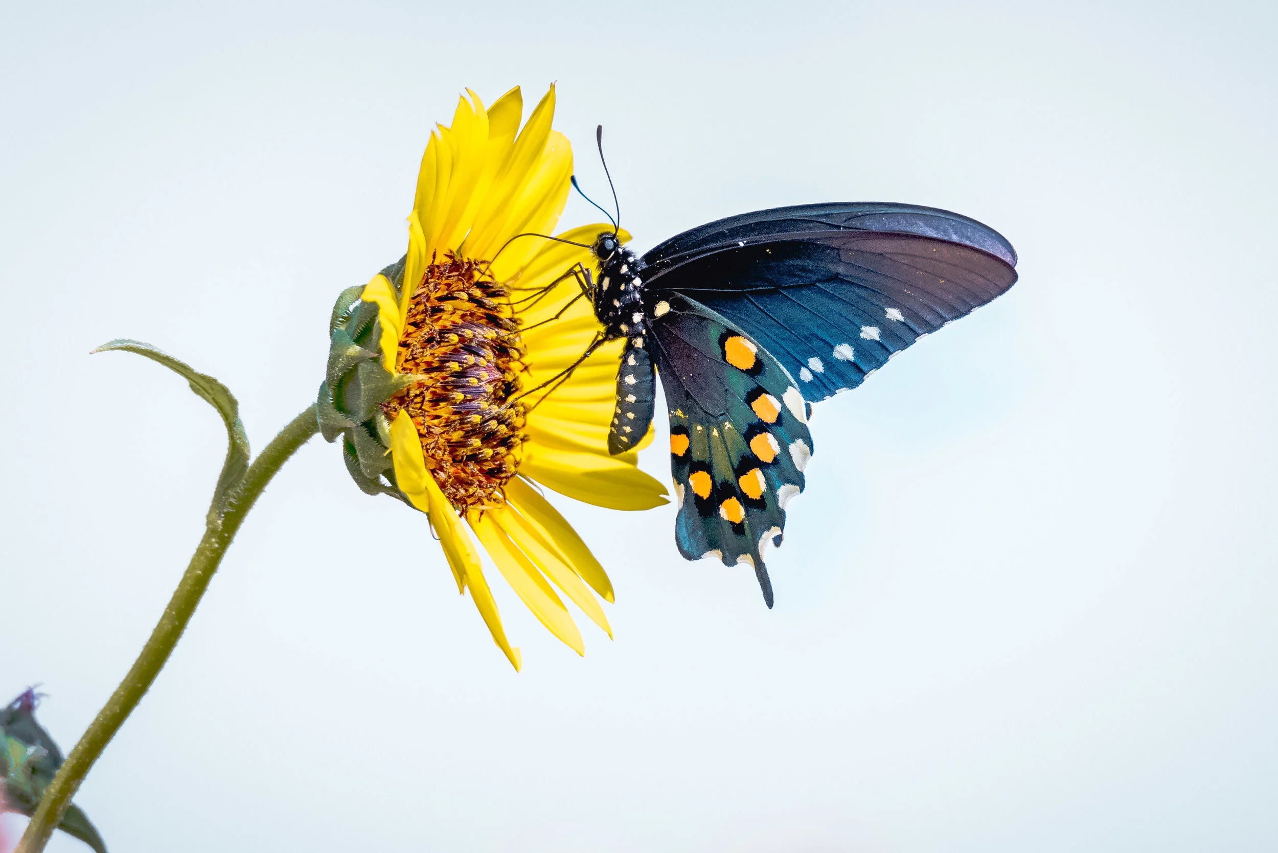 Pipevine Swallowtail - Gulley Road (Texas)