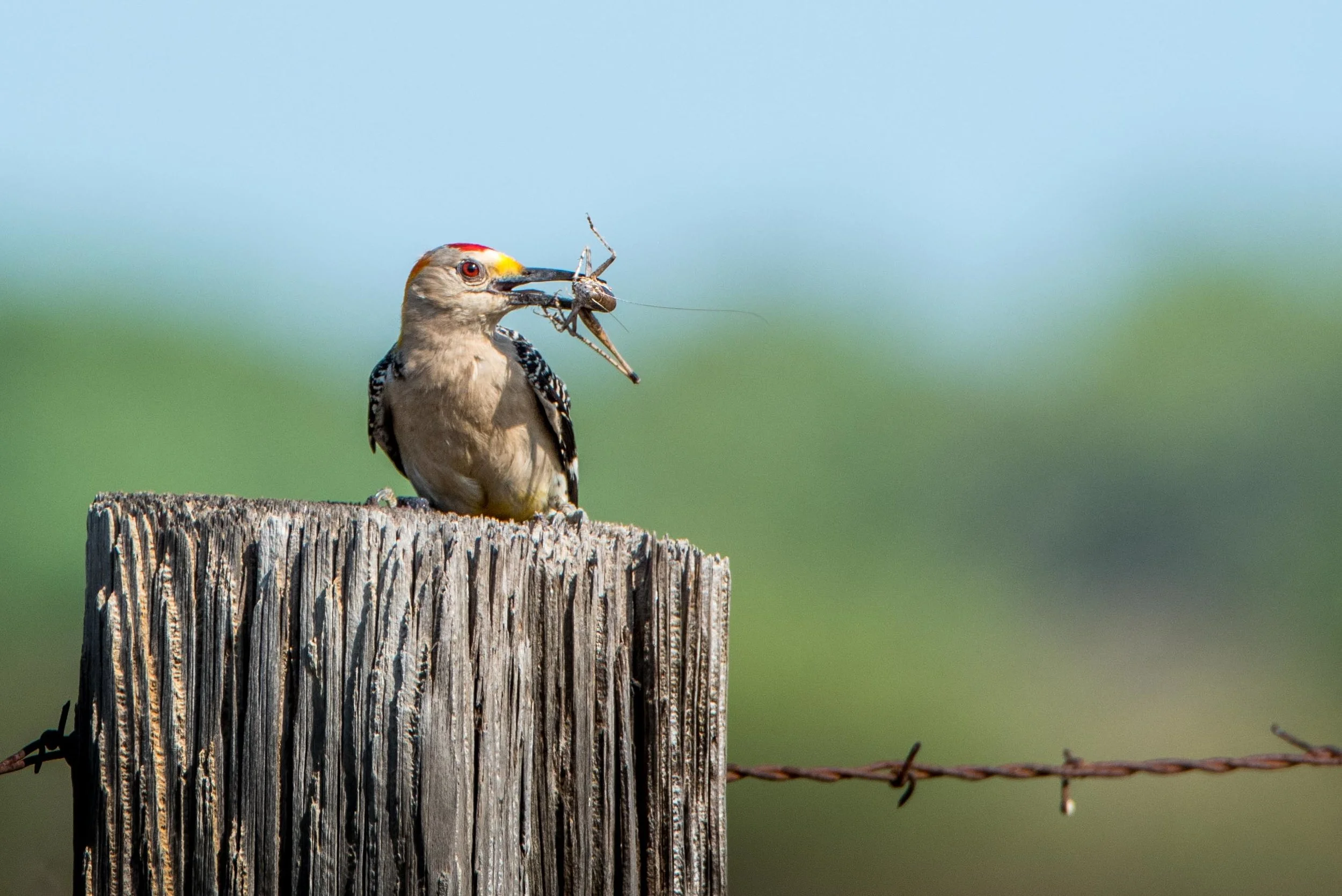 Golden-fronted Woodpecker - Gulley Road