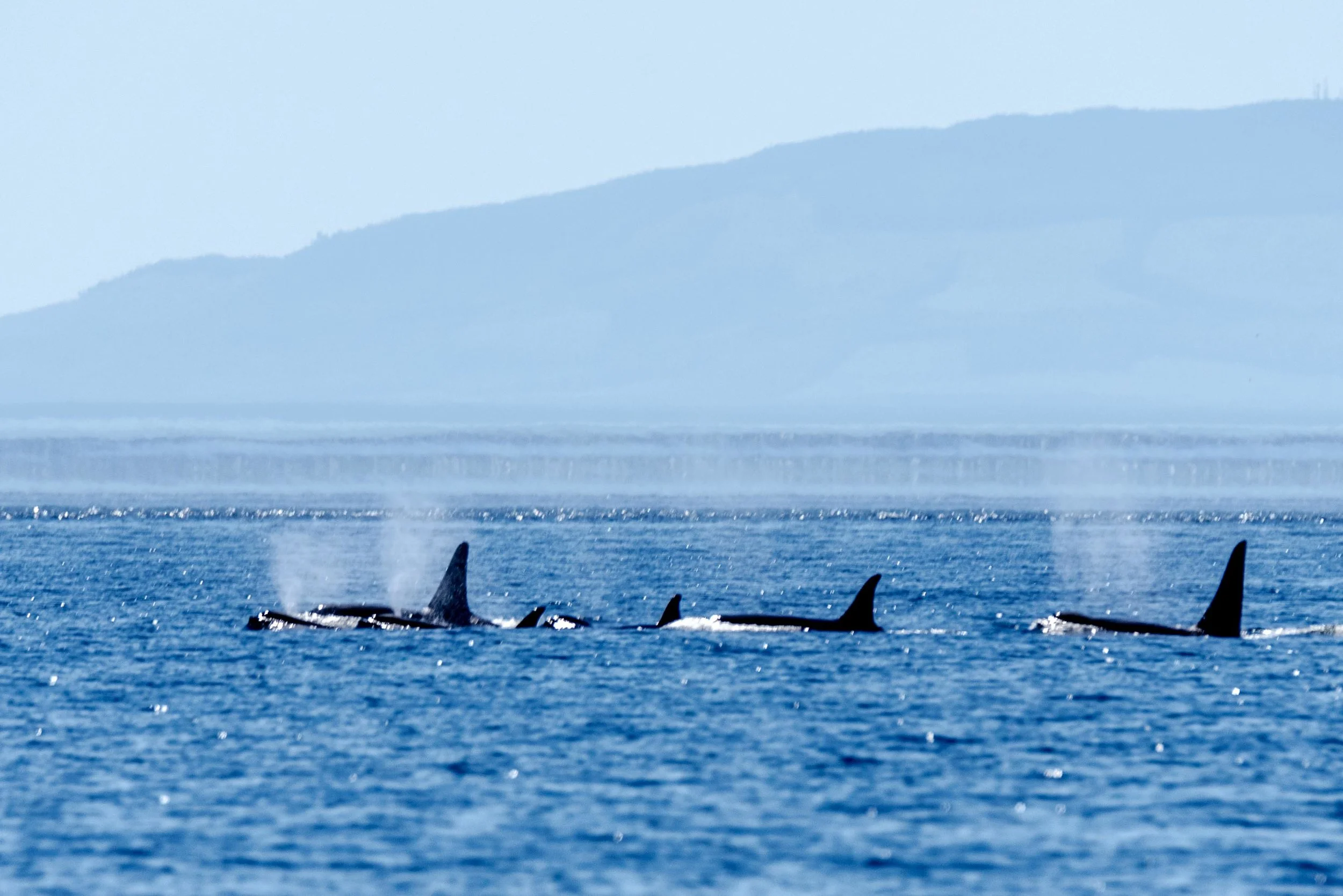 Orcas - San Juan Island
