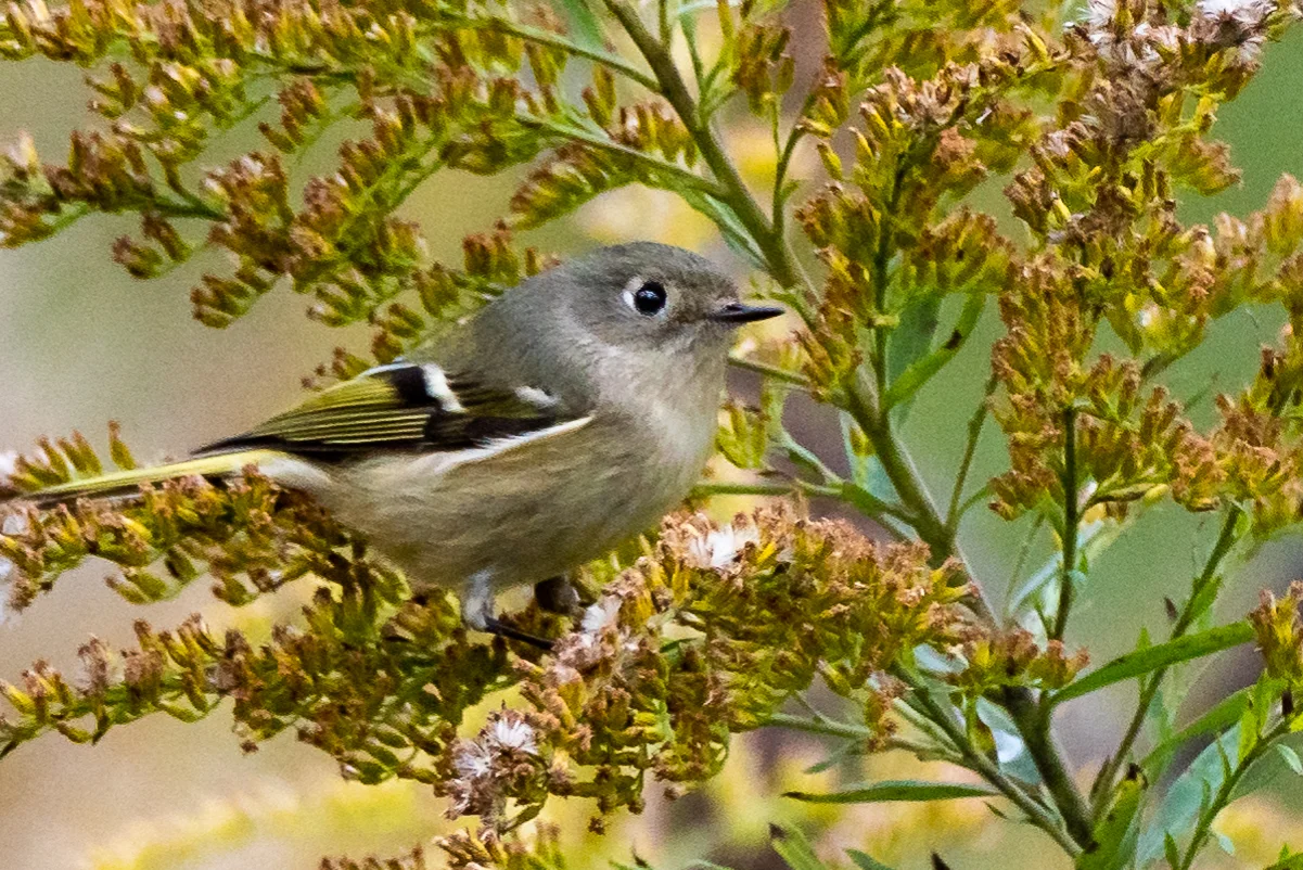 Ruby-crowned Kinglet