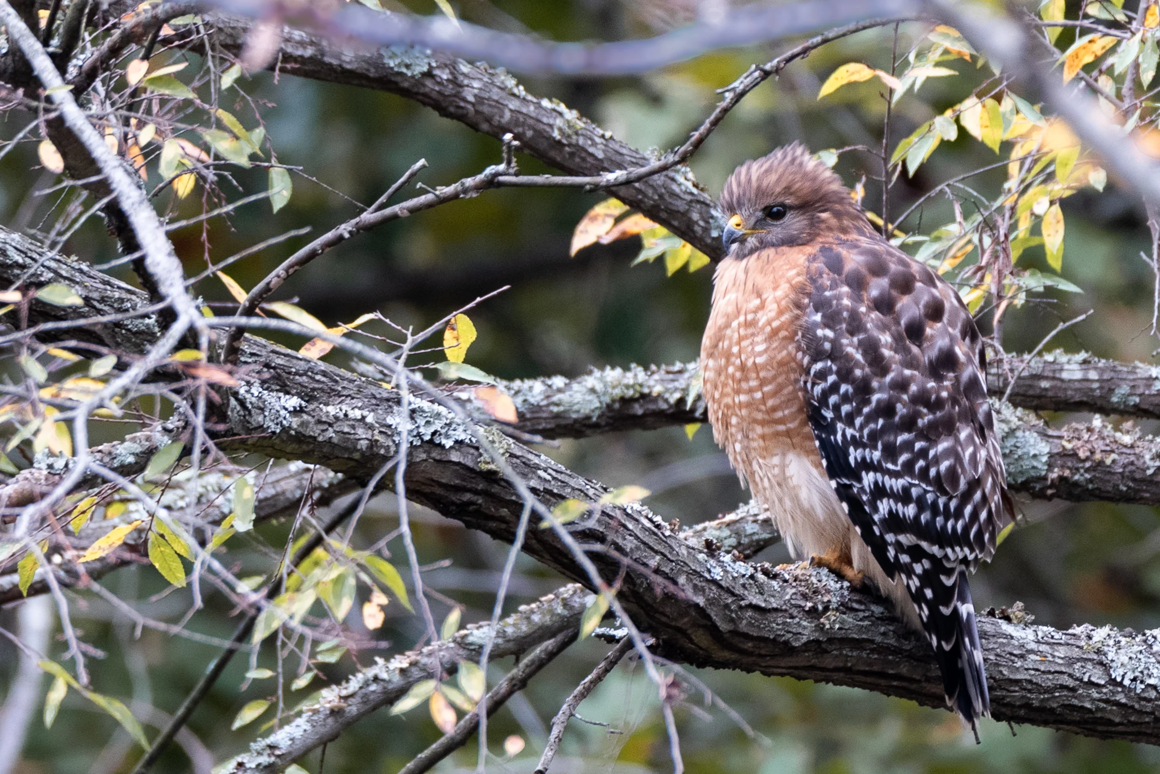 Red-shouldered Hawk