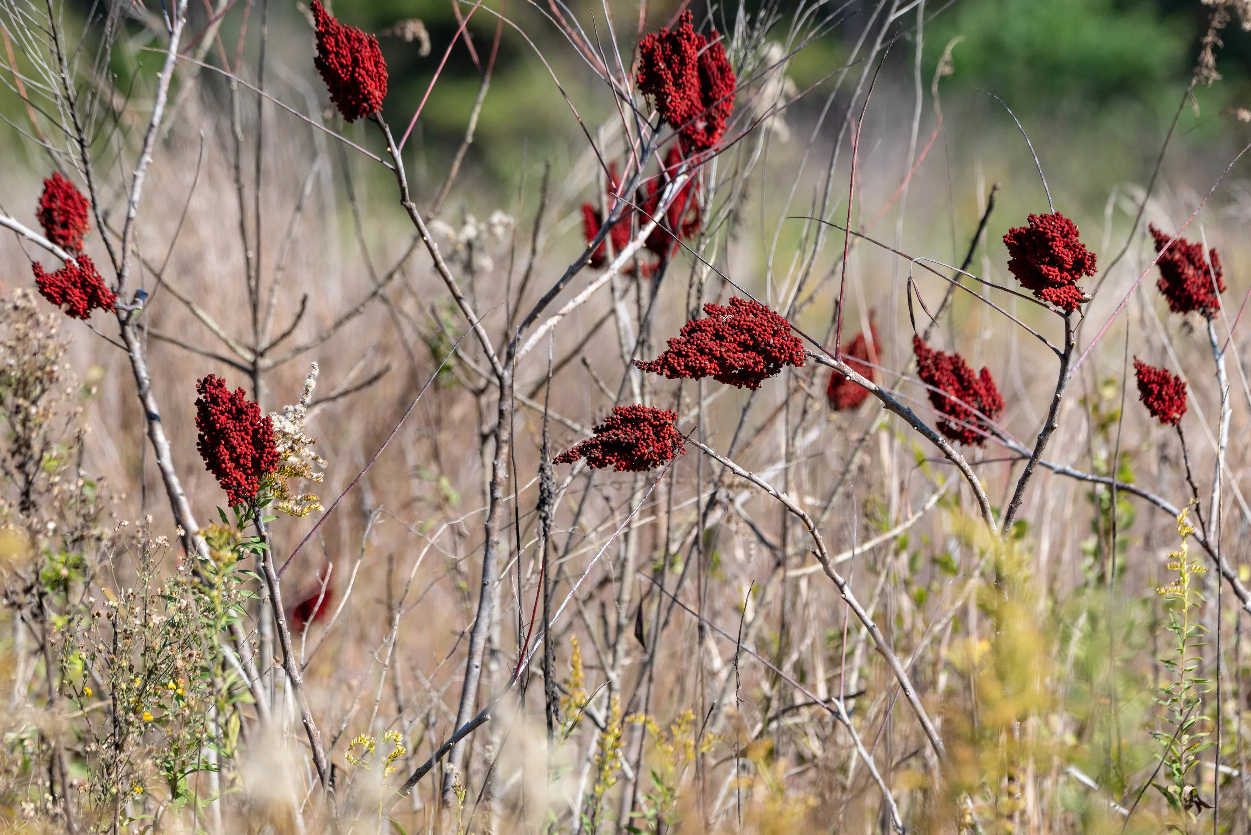 Sumac