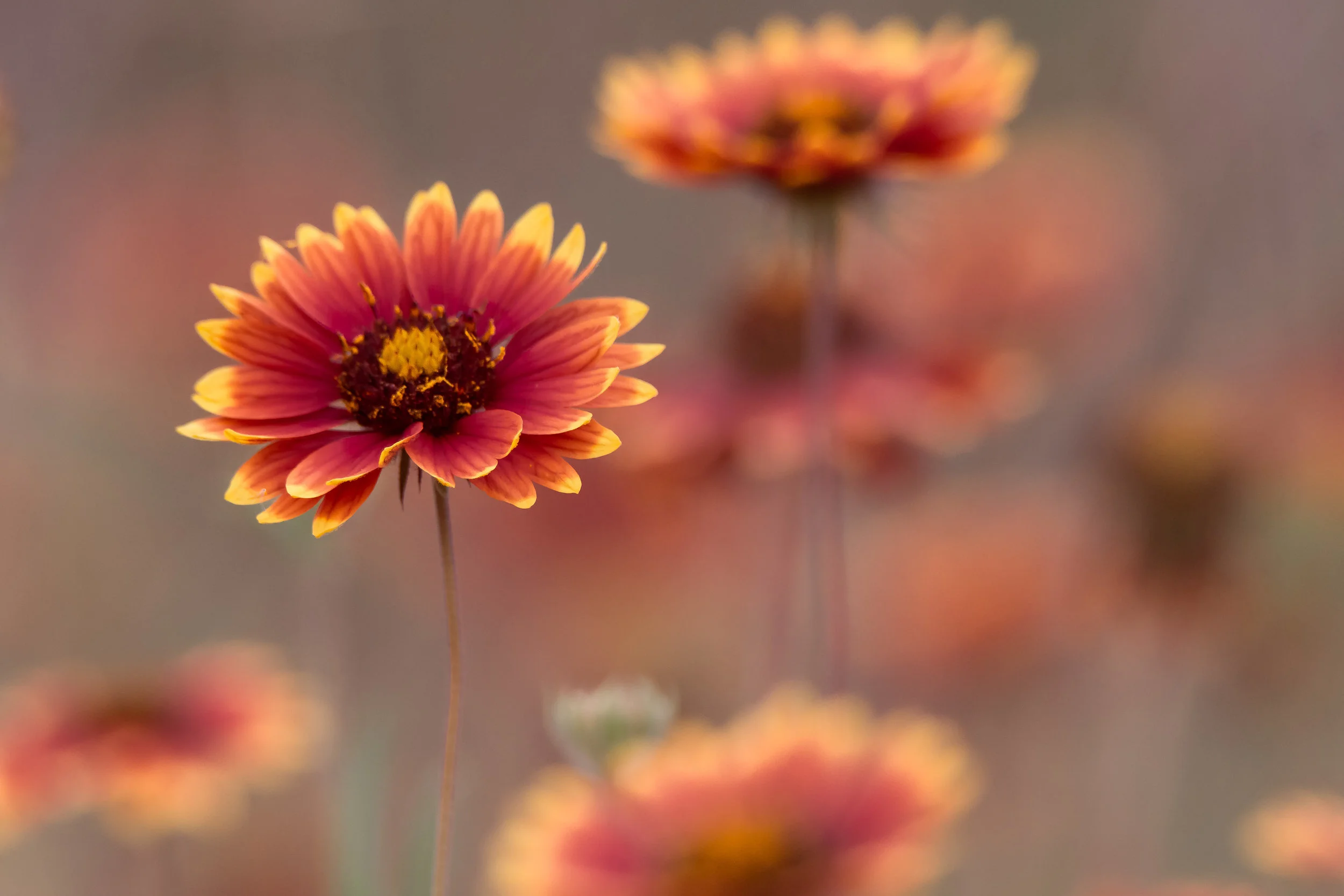 Indian Blanket