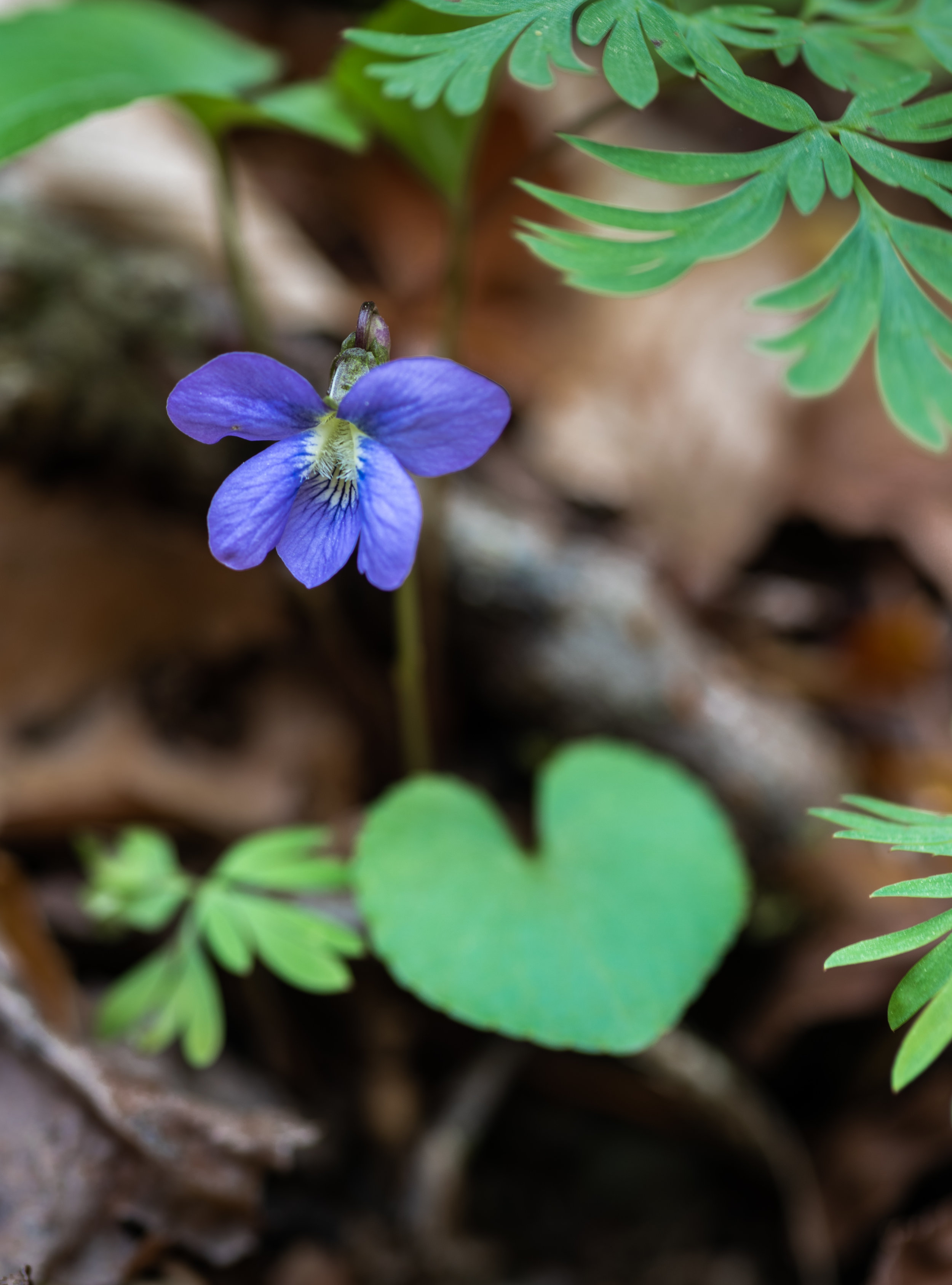 Heart in nature