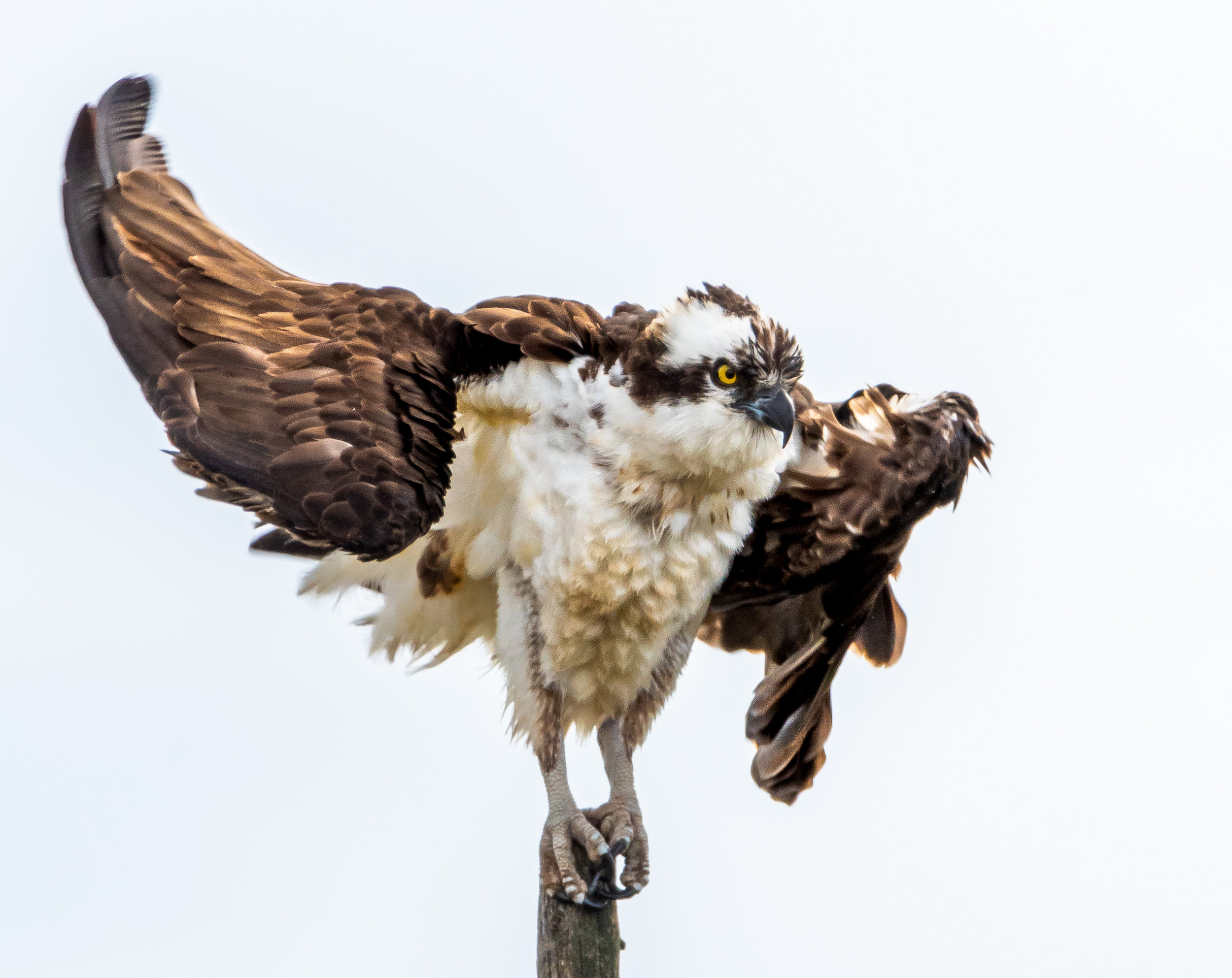 Osprey - Norris, Montana