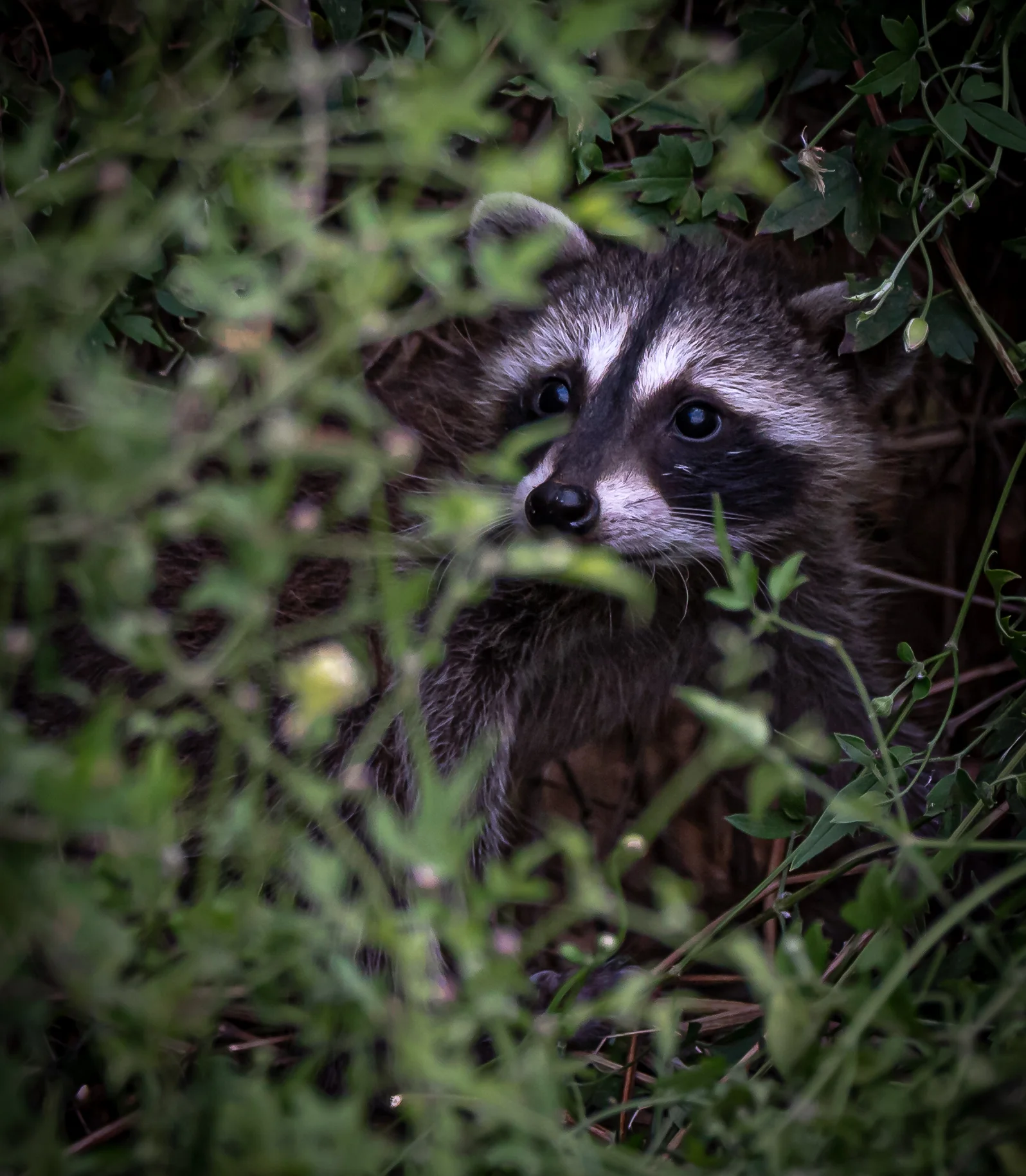 Raccoon - Gulley Road